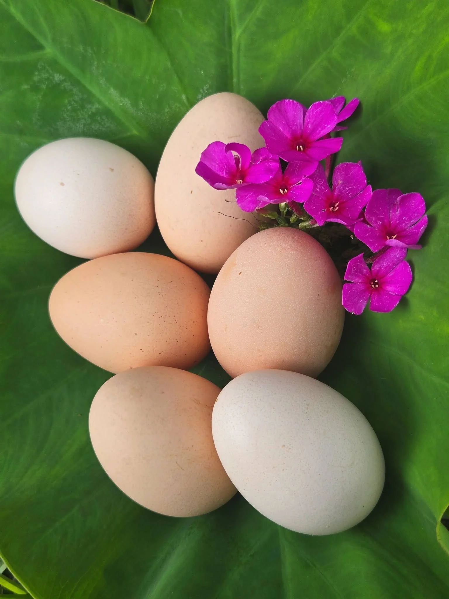 Farm Fresh Eggs (6 count)