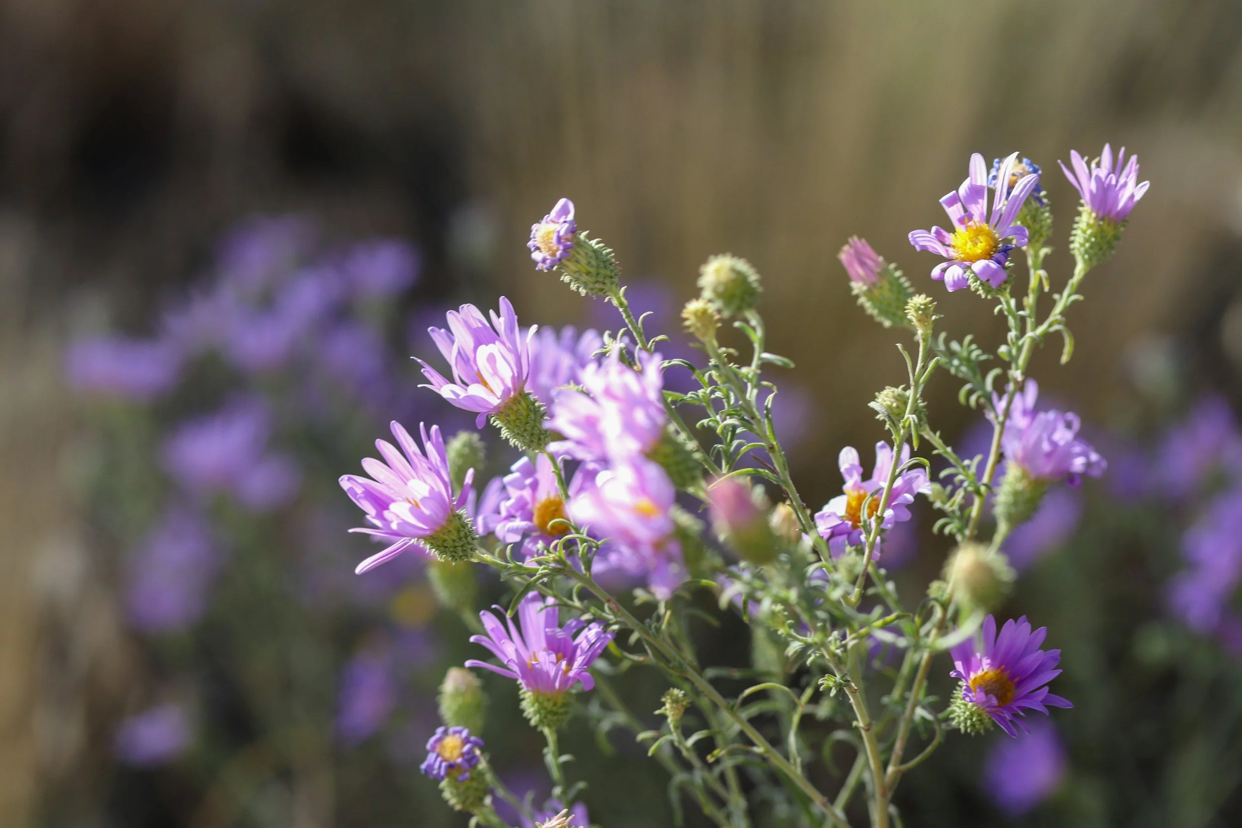purple native