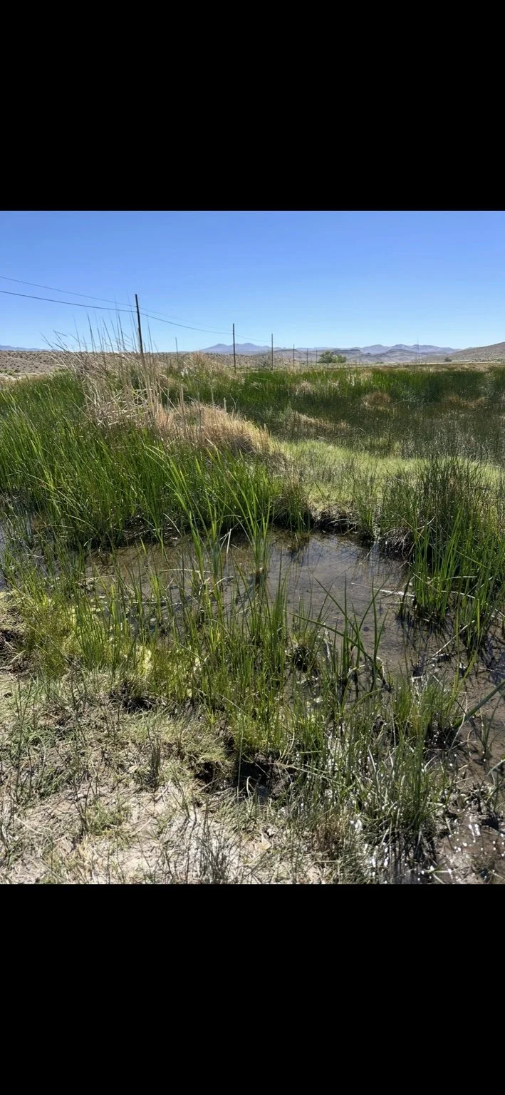 A wet area with standing water and rushes across a Northern Utah property.