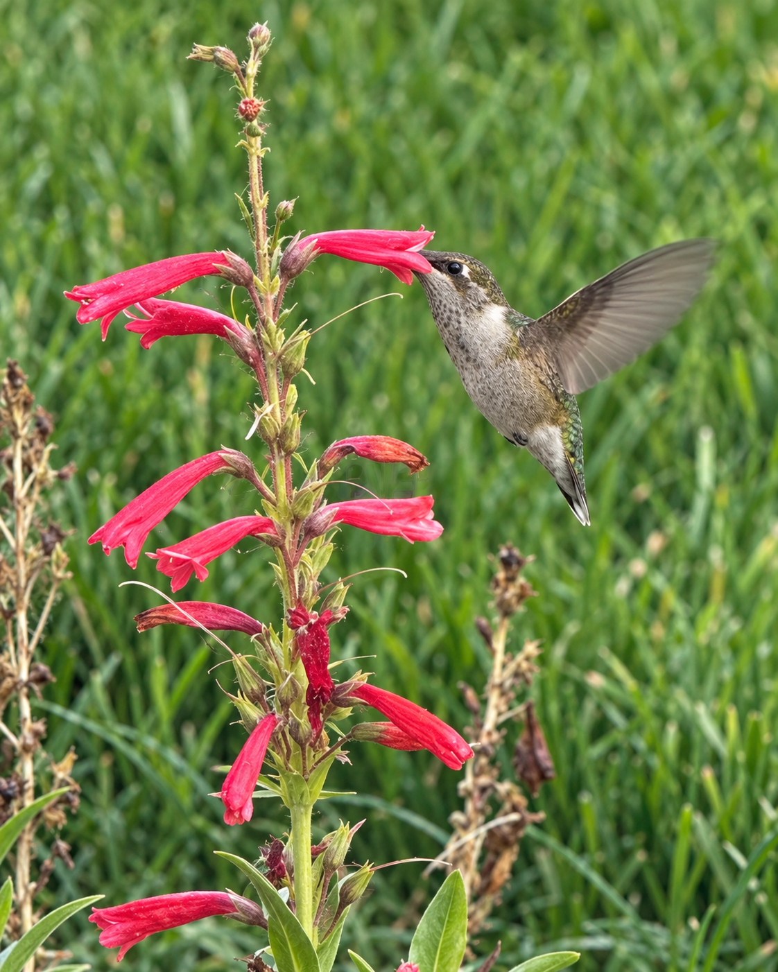 Hummingbird feeding from a red native penstemon flower.