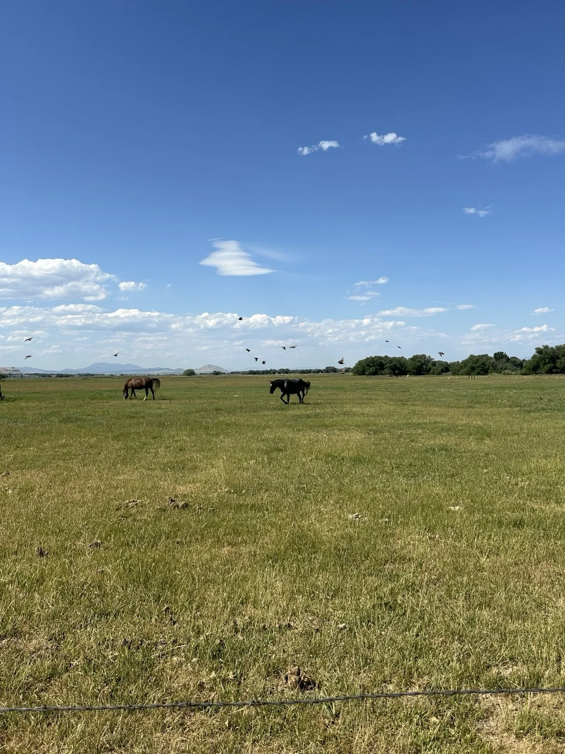 Horses grazing in an open pasture beneath a wide blue sky.