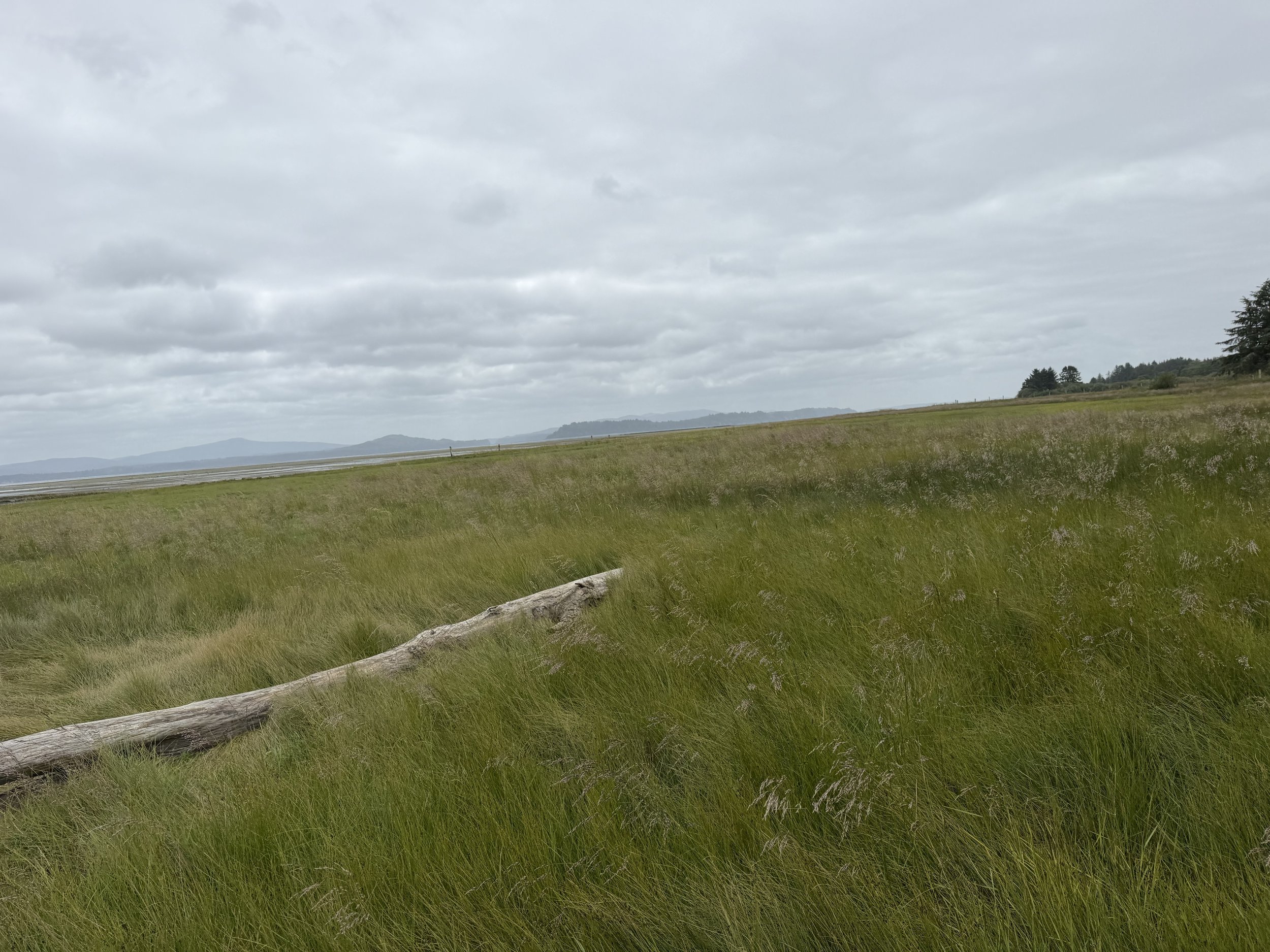 A landscape with green grassy field in the foreground, a fallen tree trunk lying across the grass, and distant hills under a cloudy sky.