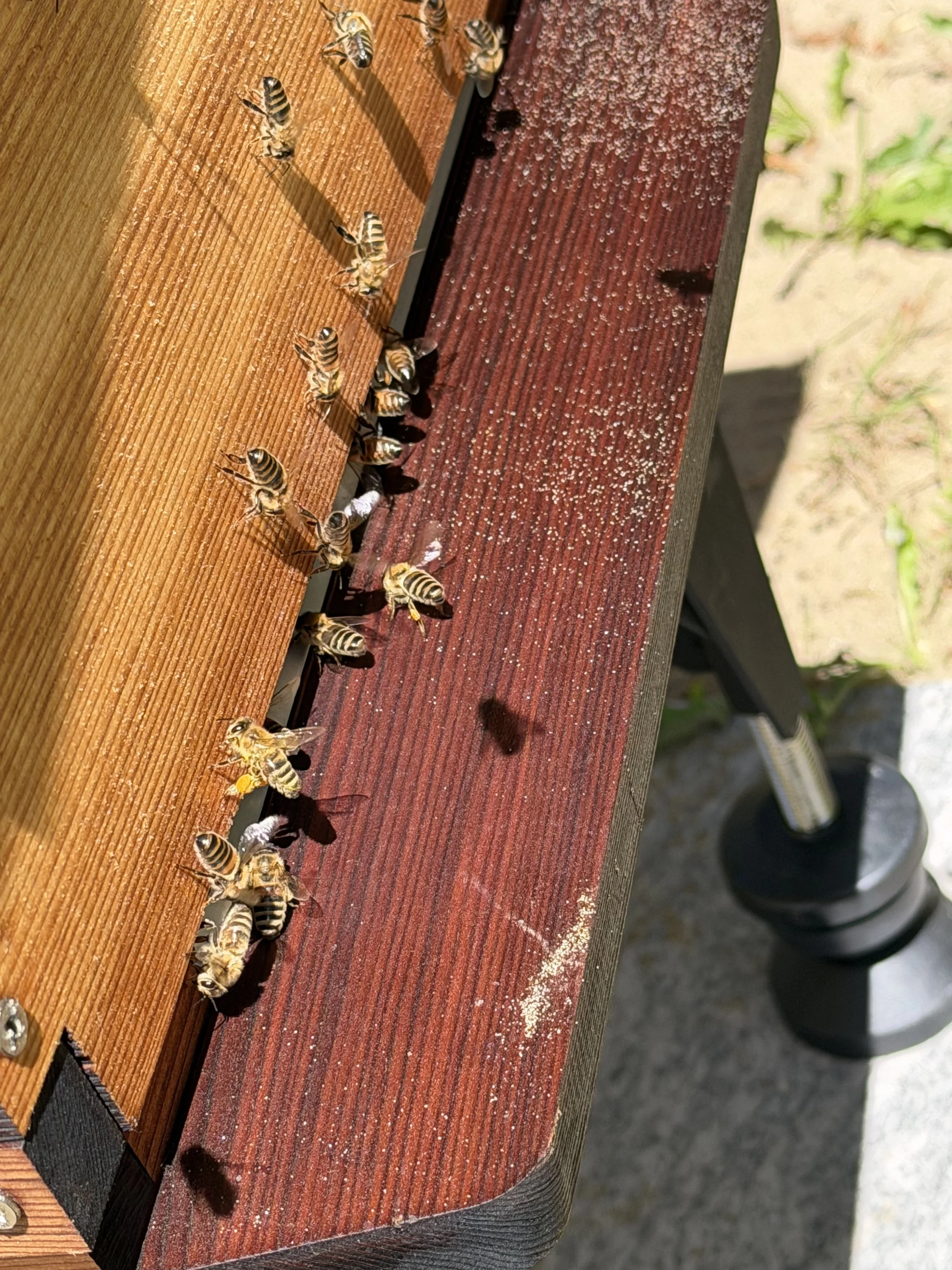 Close-up of a wooden bee hive frame with bees on it, showing their striped bodies and wings.