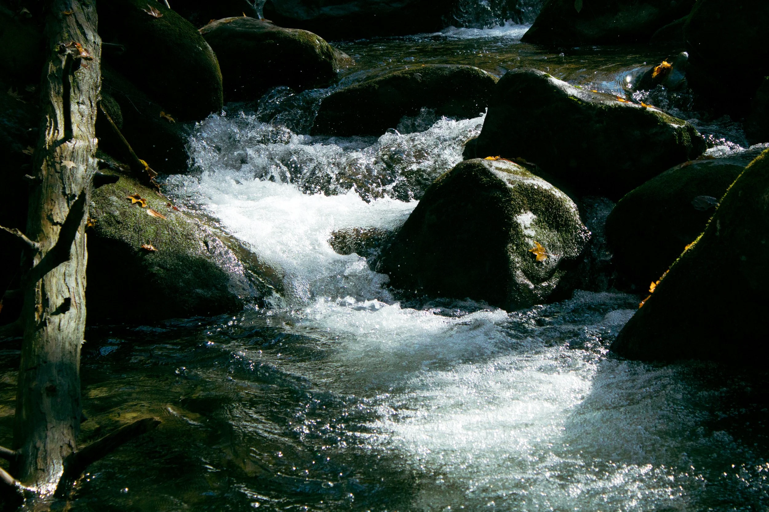 A small stream of water flowing over rocks in a forest setting with a tree trunk visible on the left side.