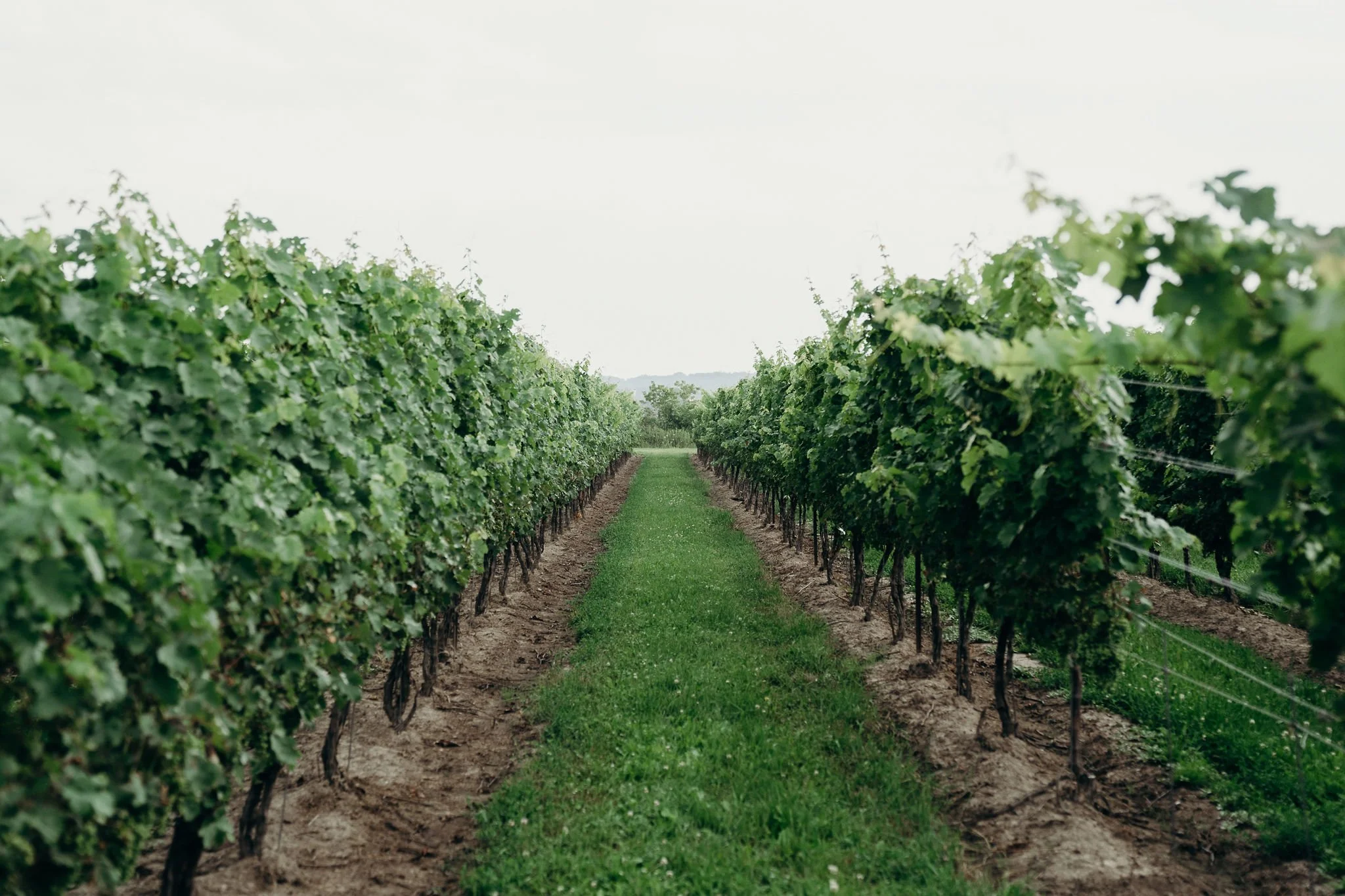 Image of vineyard row during summer. Lush green foliage and grass on a mid-summer day.