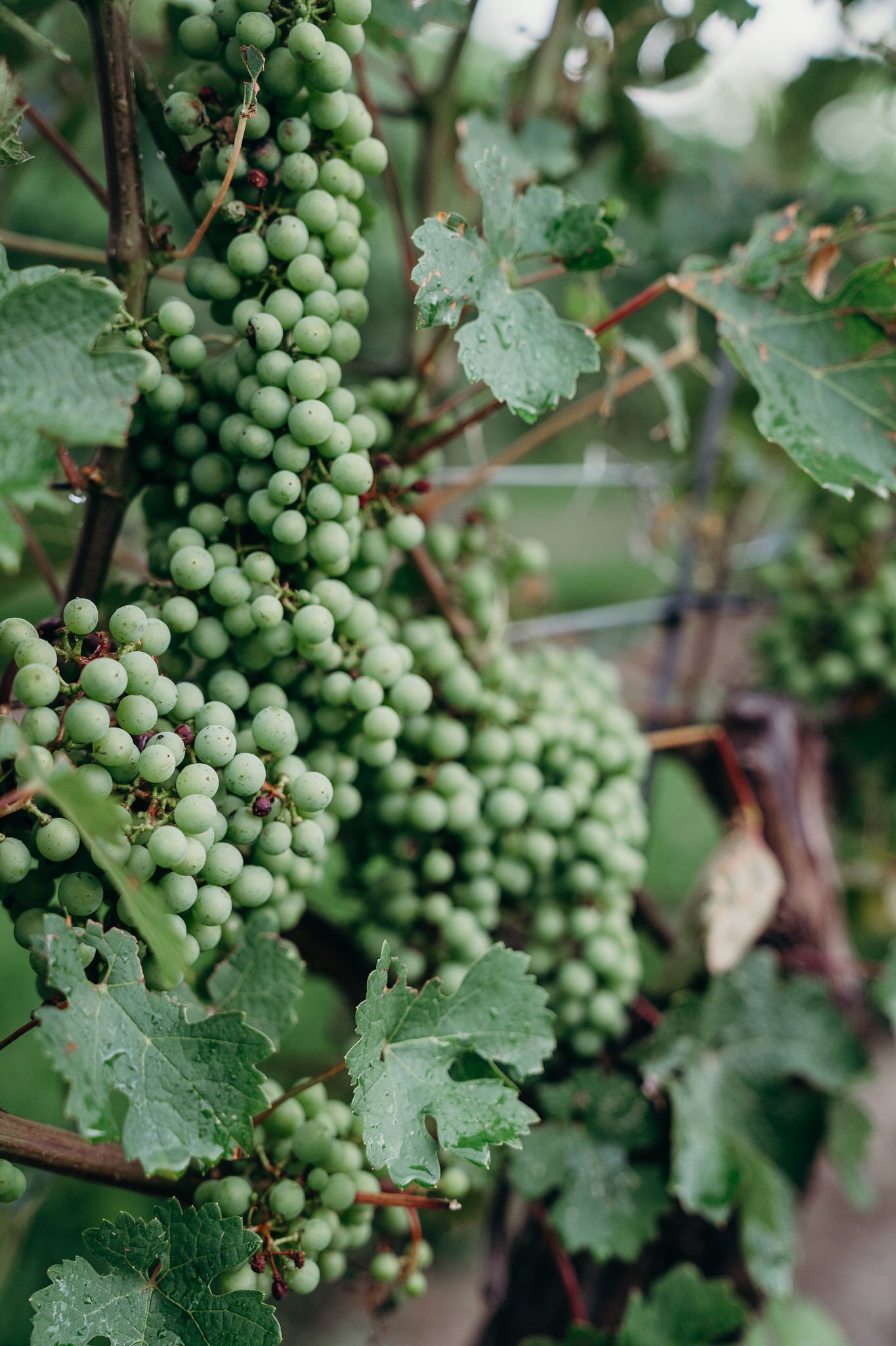 Cabernet Sauvignon grape cluster prior to the veraison phase where they turn red.