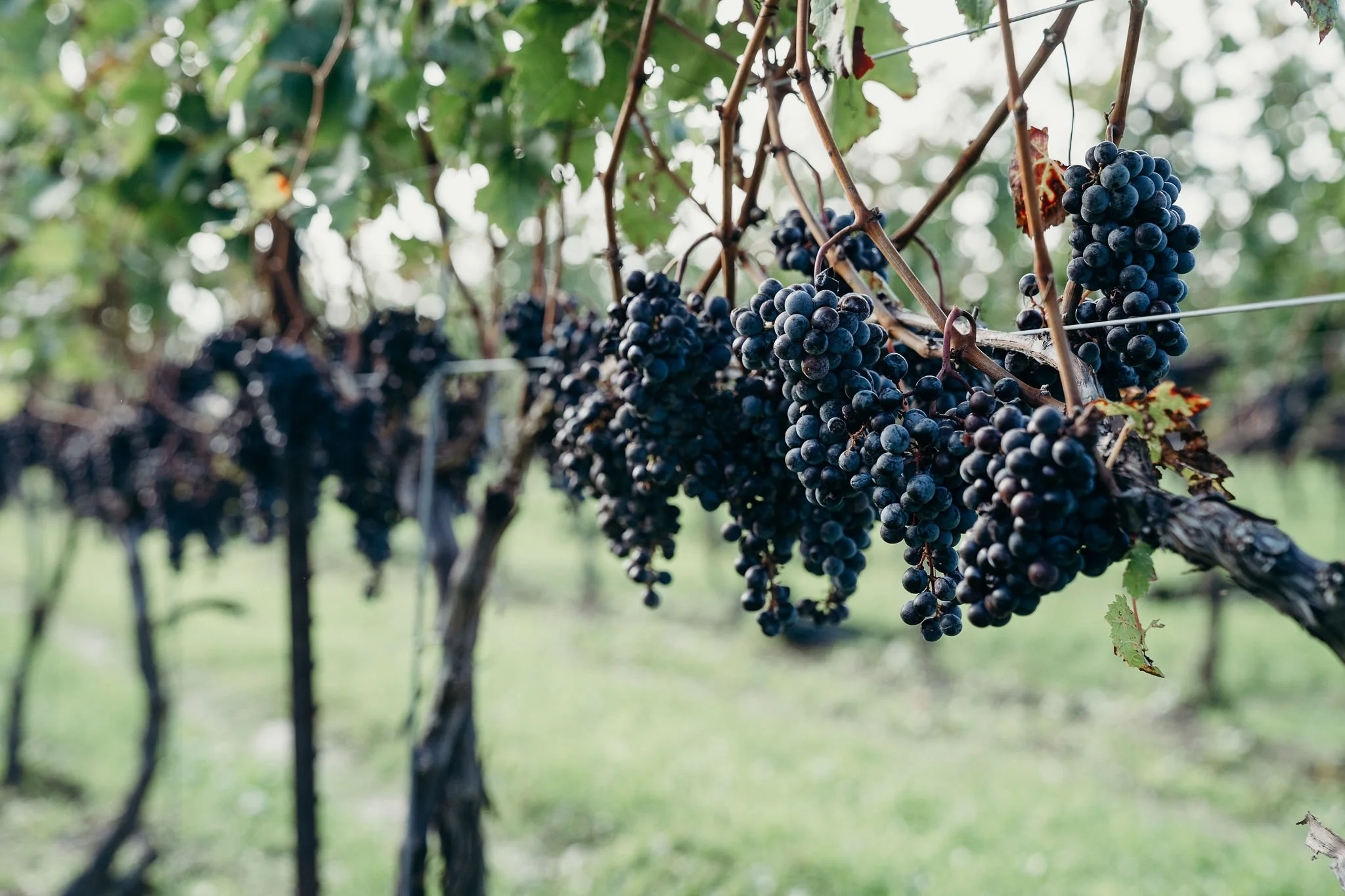 Cabernet Franc grapes on the vine ready for harvest. Deep purple coloured clusters hanging on lush vines.
