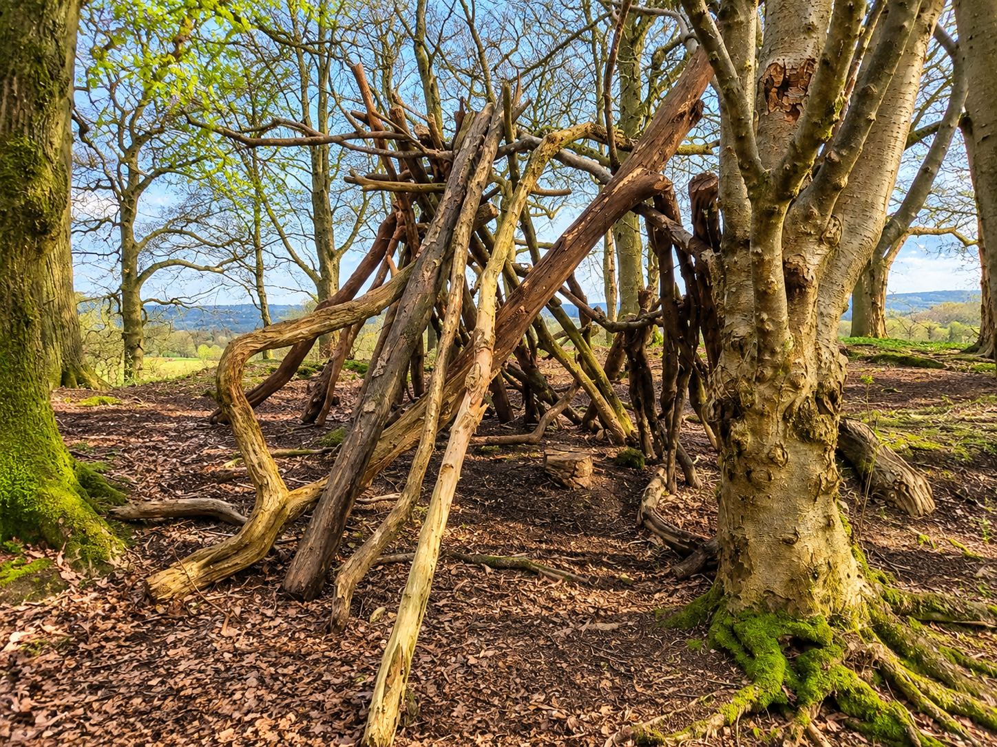 Rustic woodland shelter made from fallen branches beneath mature trees, with rolling countryside in the background