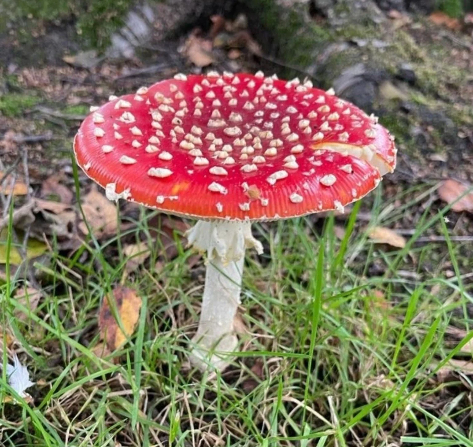 Red fly agaric mushroom with white spots growing in grass and leaf litter