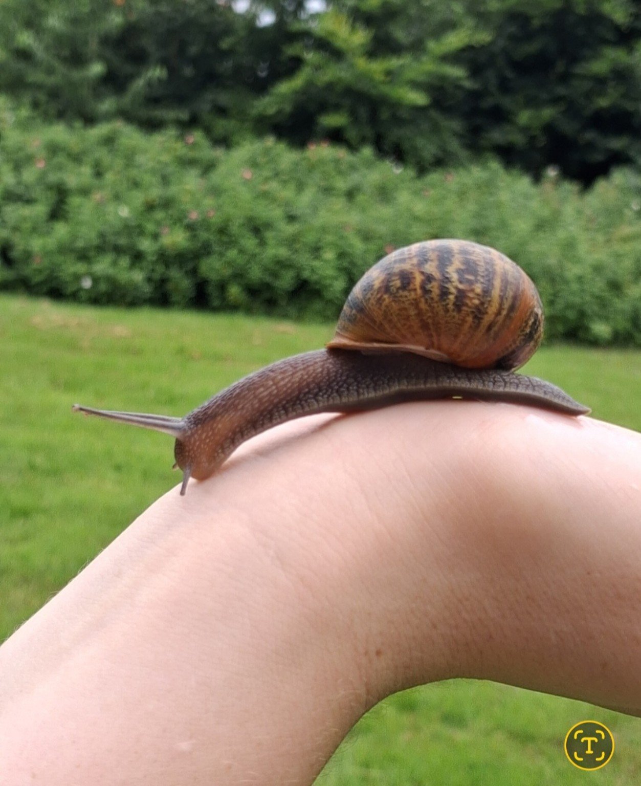 Brown garden snail crawling across a person’s hand outdoors