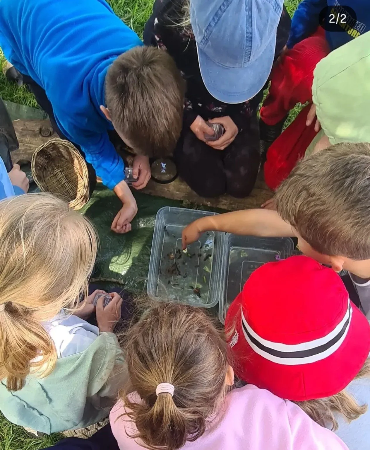 Children gathered outdoors examining small aquatic creatures in clear plastic containers.