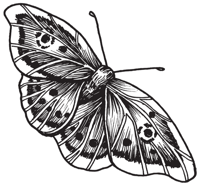 Line drawing of a butterfly with open wings, detailed wing patterns visible against a black background.