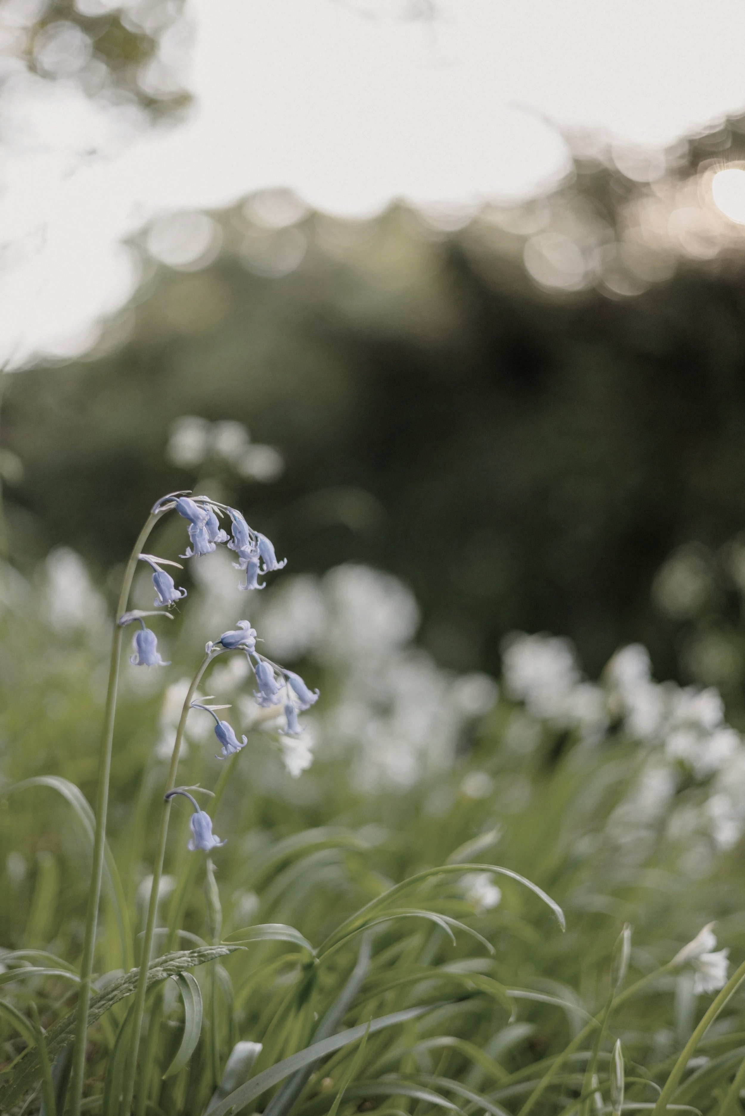 Grief therapy for pregnancy loss New Canaan Connecticut