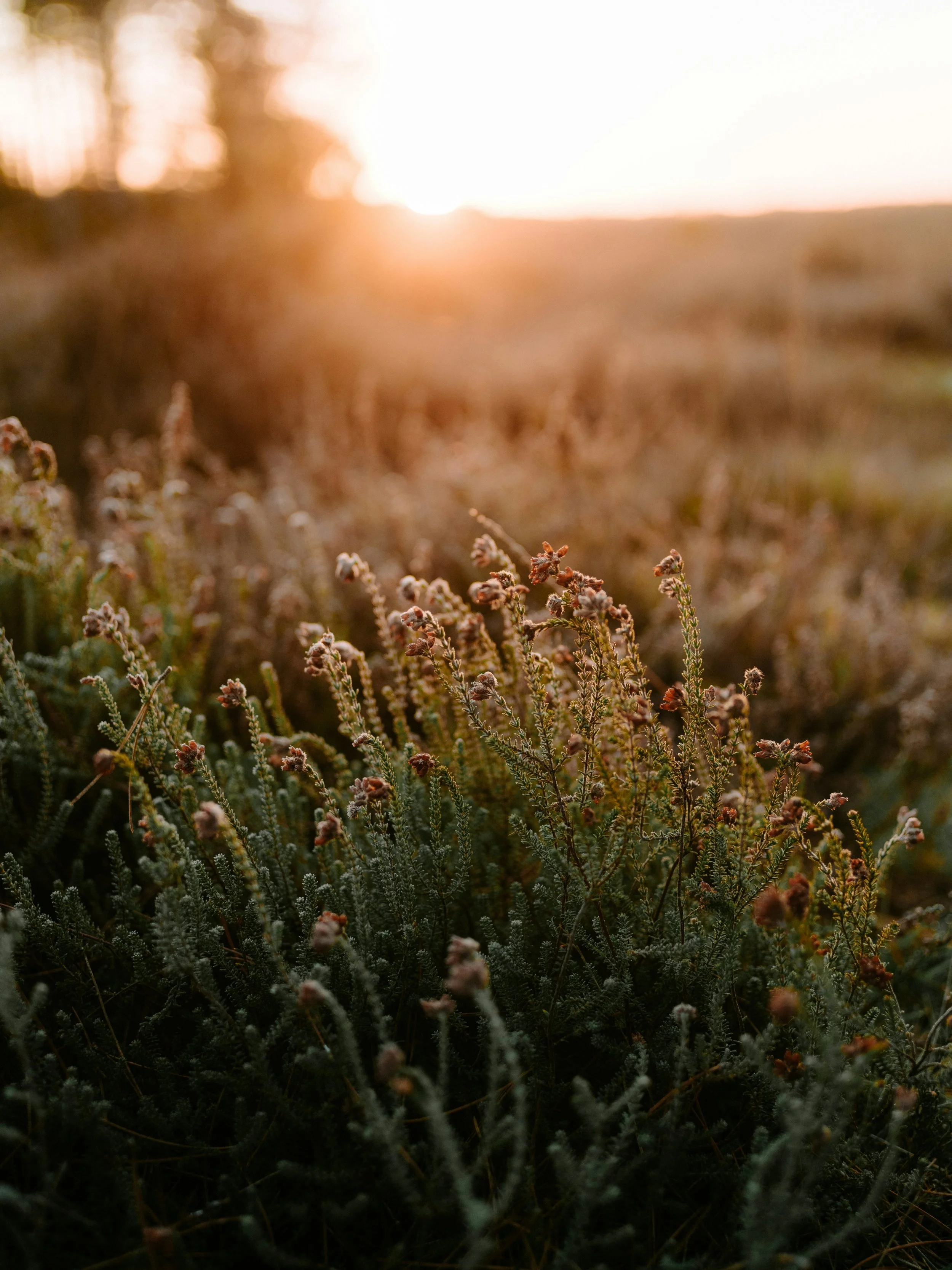 Pregnancy and infant loss therapy Danbury New Canaan Connecticut