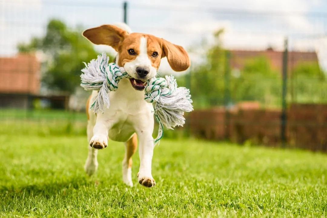 A happy dog with brown and white fur running on grass while carrying a tug toy in its mouth.