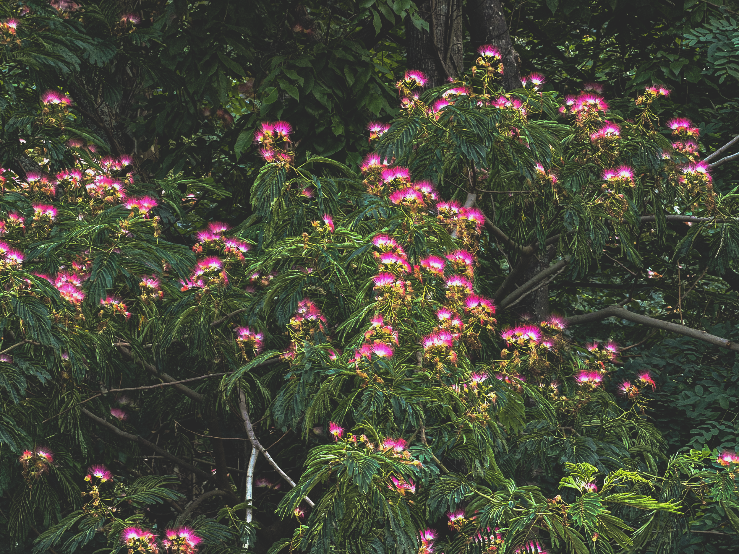Close-up of a flowering tree with pink and yellow blossoms and lush green foliage.