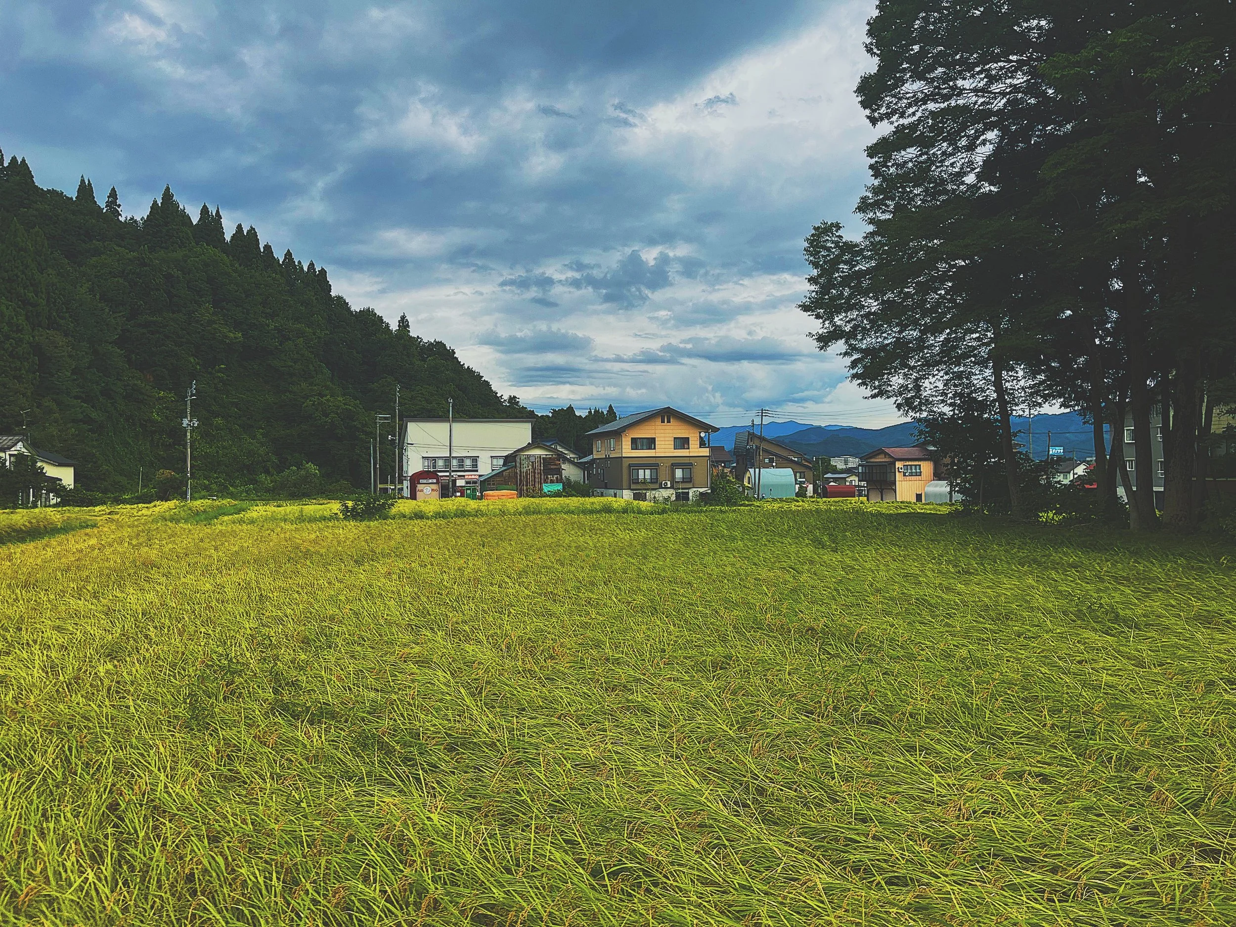 A rural landscape with yellow fields, houses, a forested hillside, and mountains in the distance under a cloudy sky.