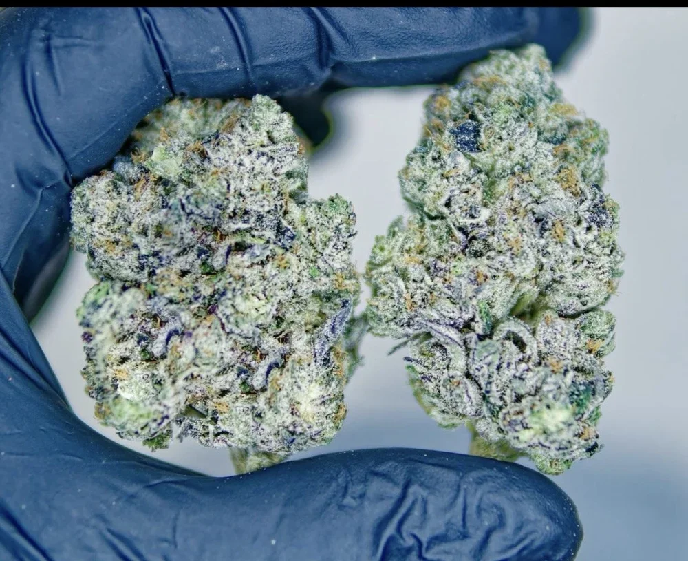 ANIMAL MONKEY FACE 14G-$55/1OZ-$95
Animal Monkey Face is a robust variety where musky earthiness meets gentle sweetness, leaving the senses wrapped in a thick, steady calm. 🌿
