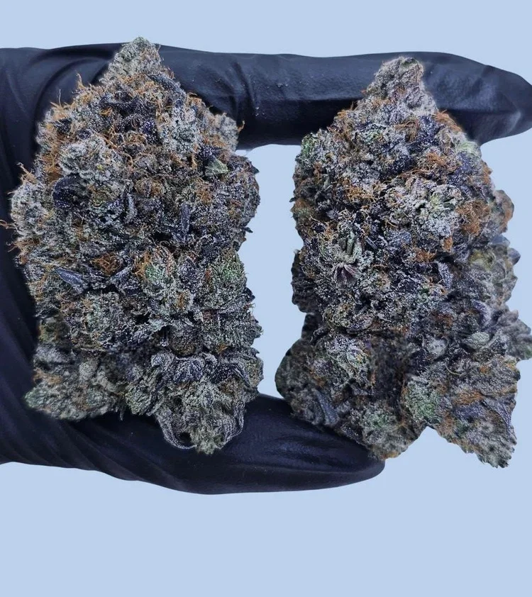 Ginger bread Gaz 14g-$70. 1oz- $125
Ginger Bread Gaz is a richly scented cultivar where gingerbread sweetness collides with assertive gas notes, settling the senses into a mellow, cushioned ease. 🍪🌿