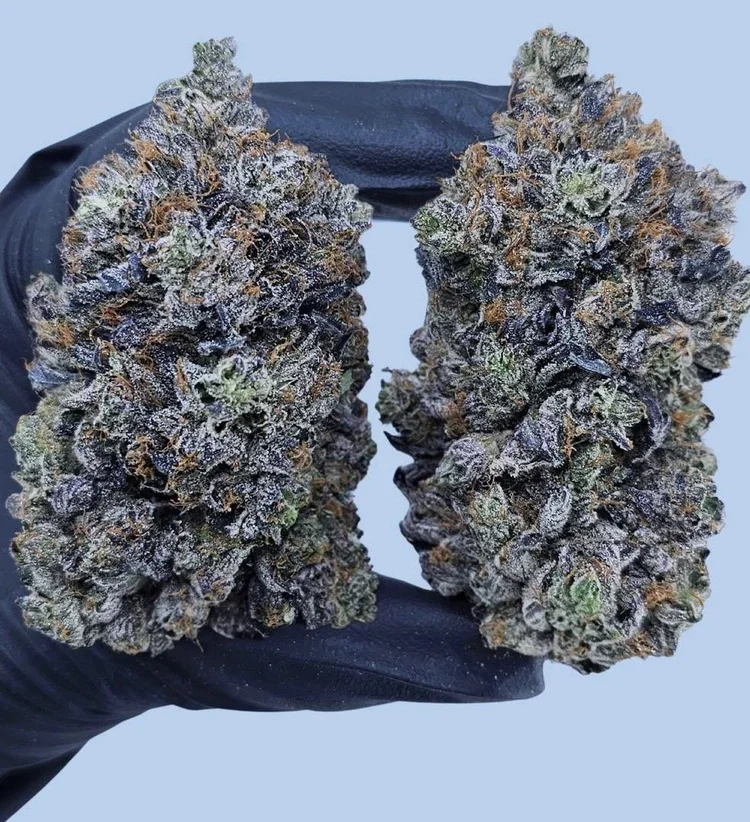 NUTZ CRACKERS 14g-$50/ 1oz-$95
Nutz Crackers is a decadent strain with toasted nut fragrance and dessert-like richness, settling the body into a mellow, velvety drift. 🌰🌿