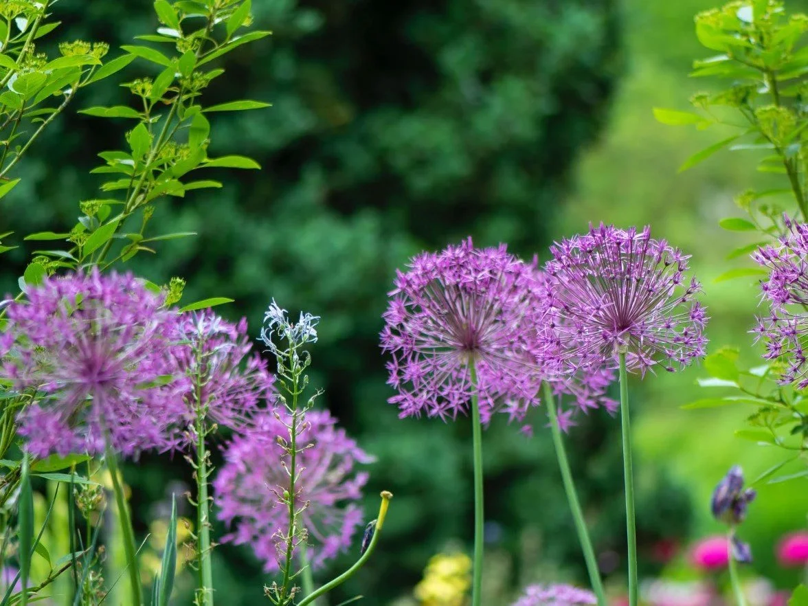RHS Chelsea Flower Show