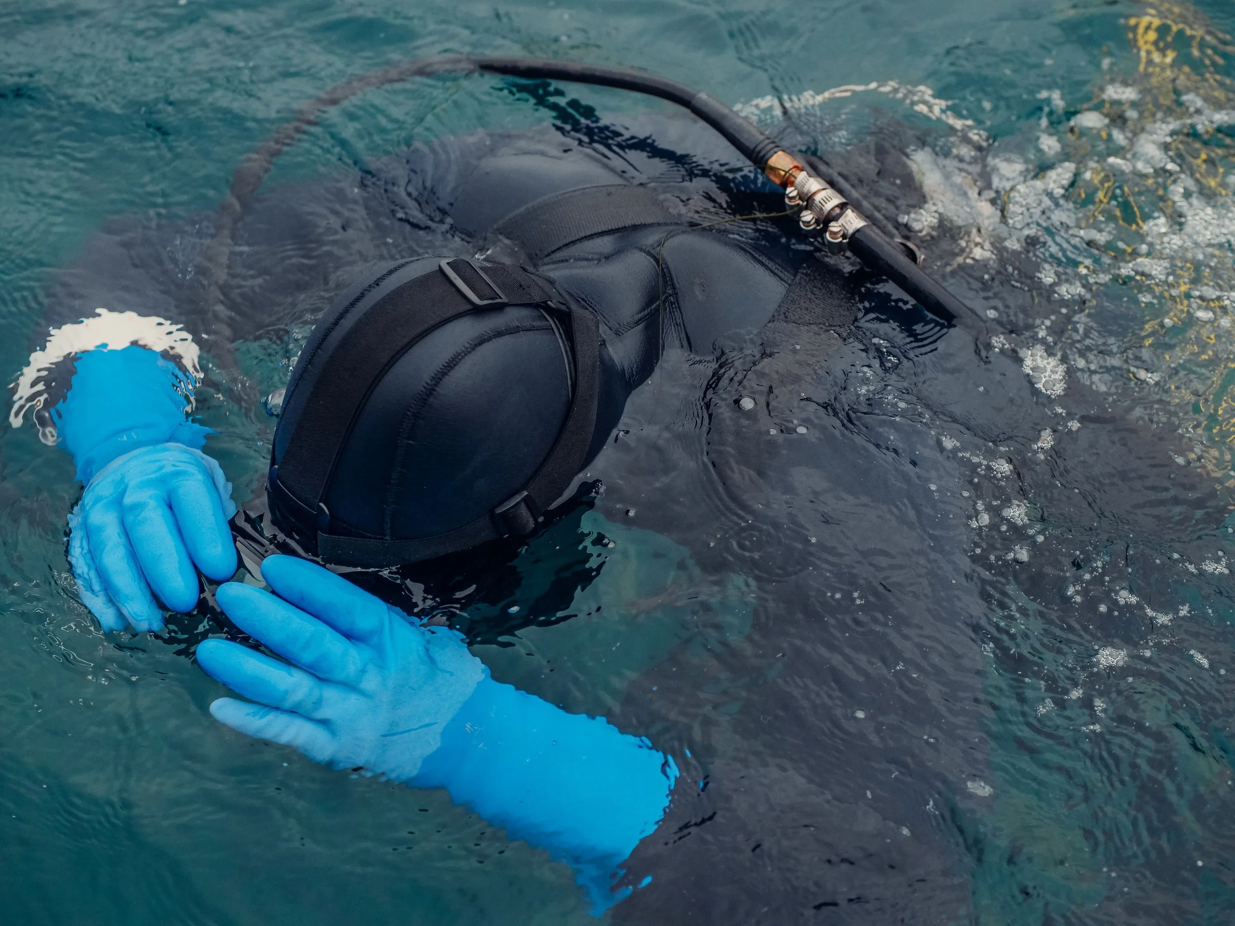 Person in black wetsuit and blue gloves holding a black snorkel, snorkeling in water.