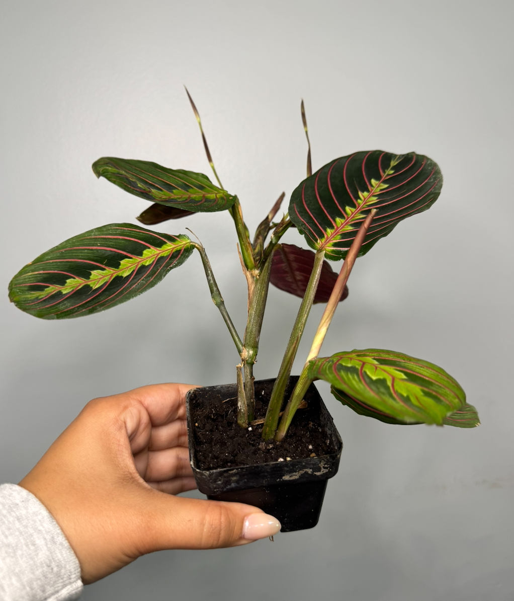 RedPrayerPlant2.png