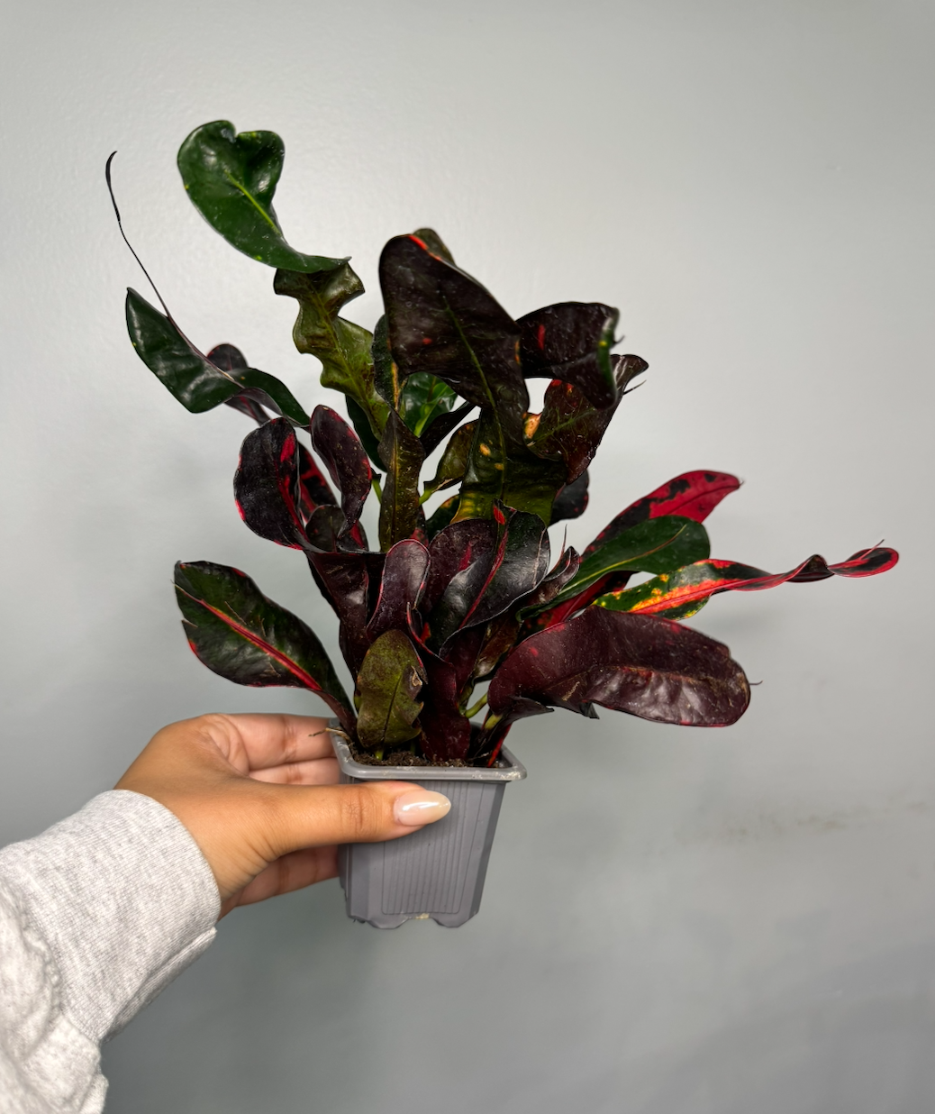 mammy croton (2).png
