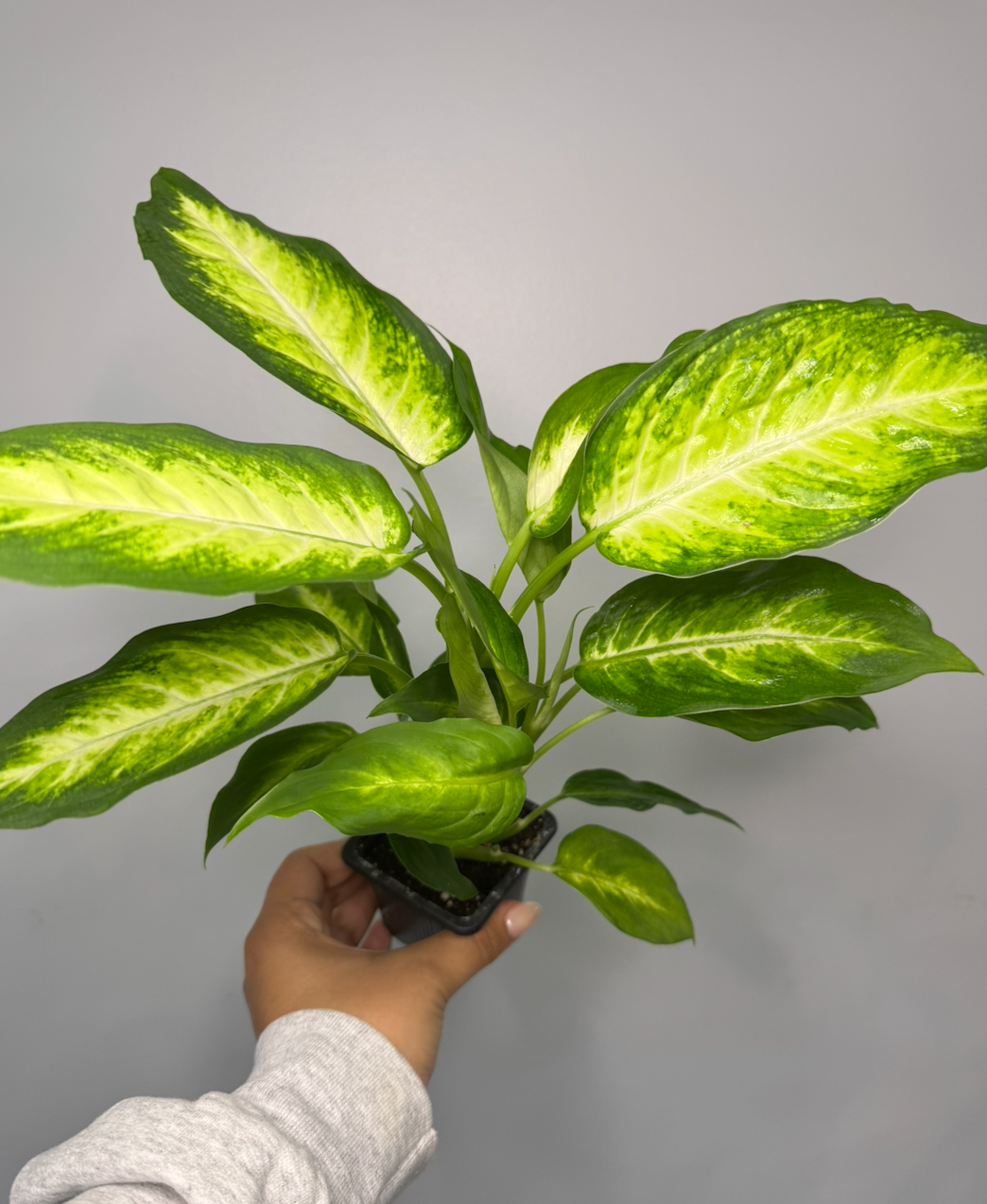 Dieffenbachia