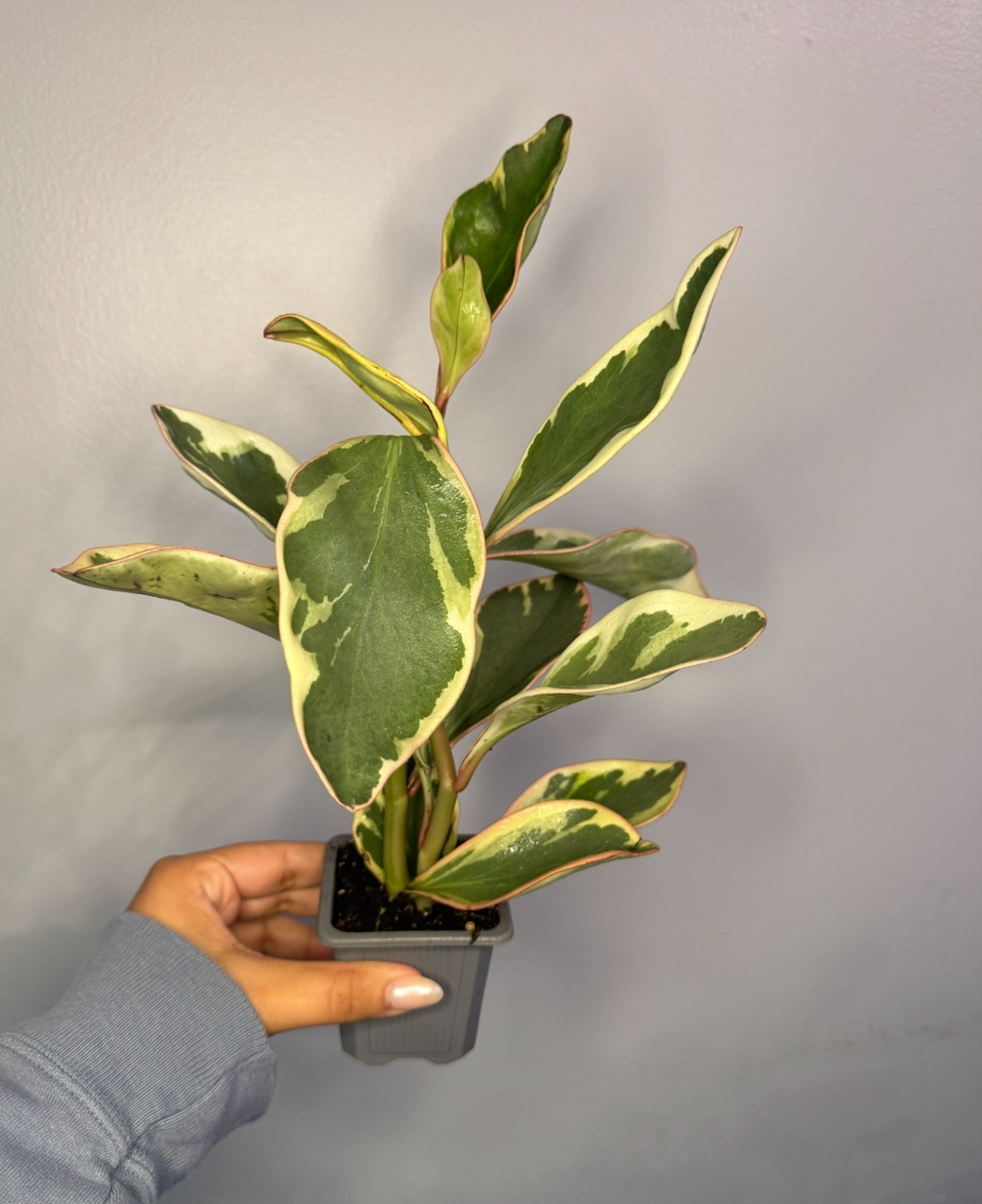 Peperomia "Ginny"