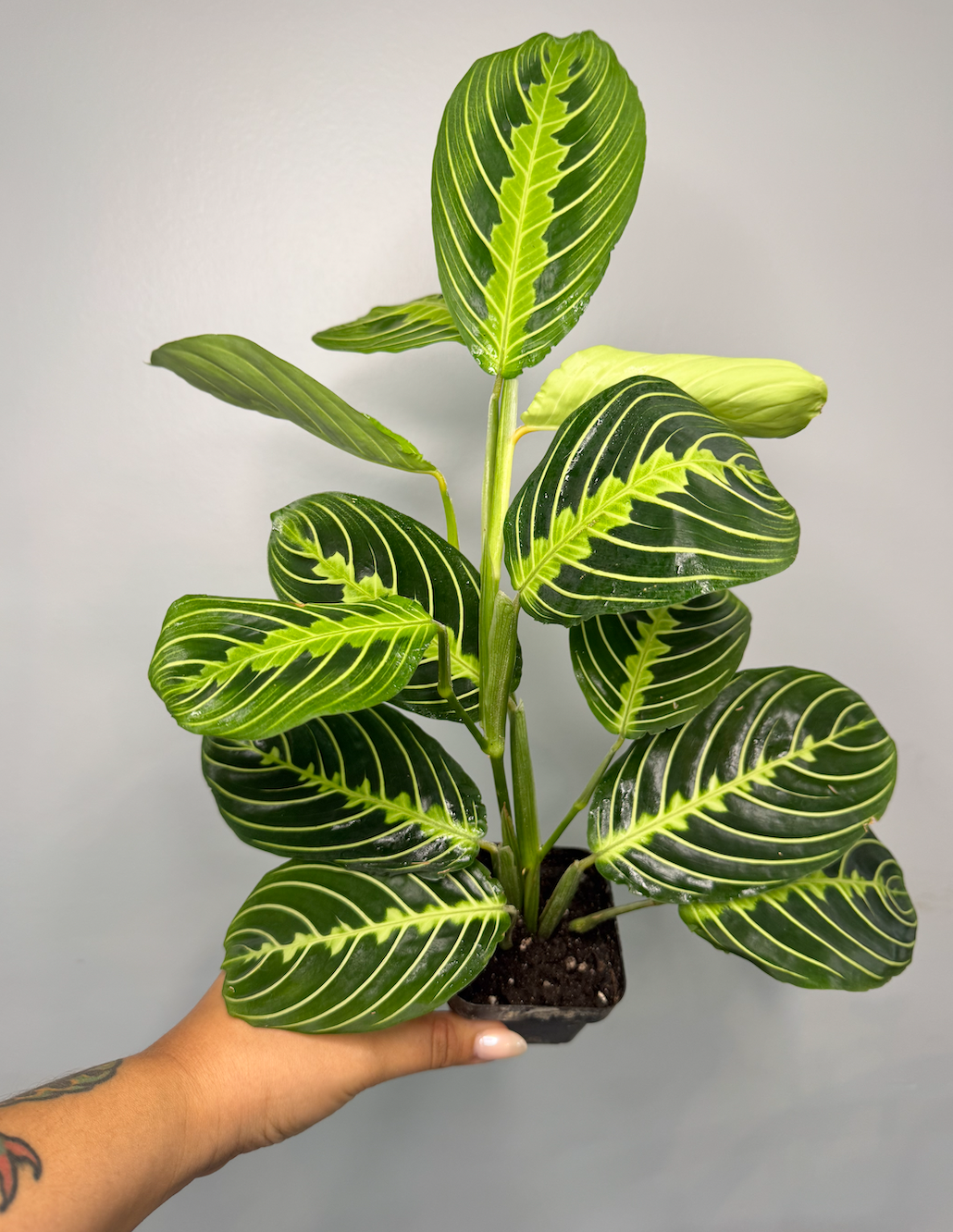 Lemon Lime Prayer Plant