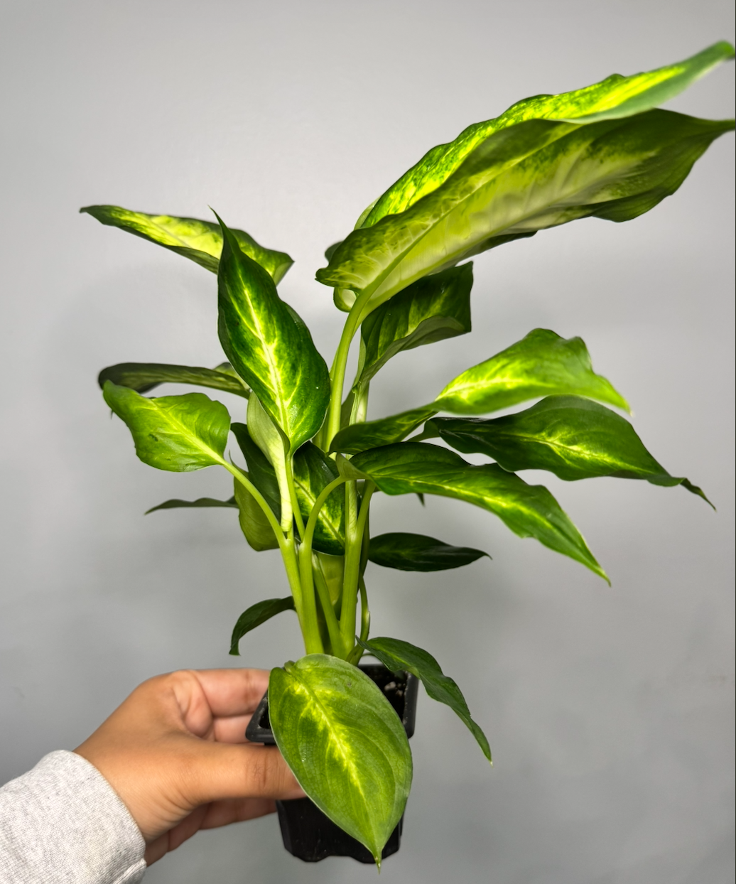 Dieffenbachia 'Camille' 2.png