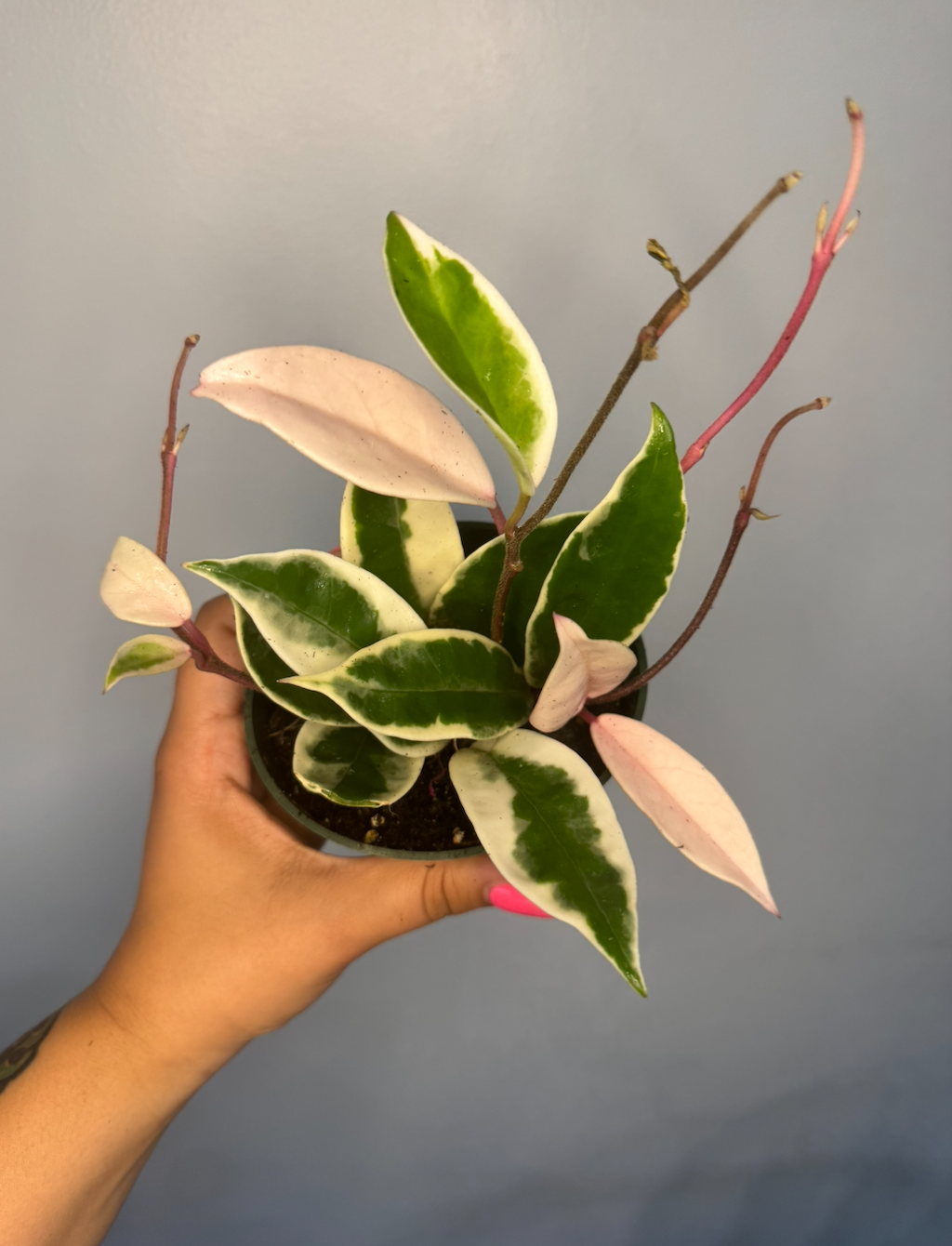 Hoya Carnosa "Tricolor" 4"