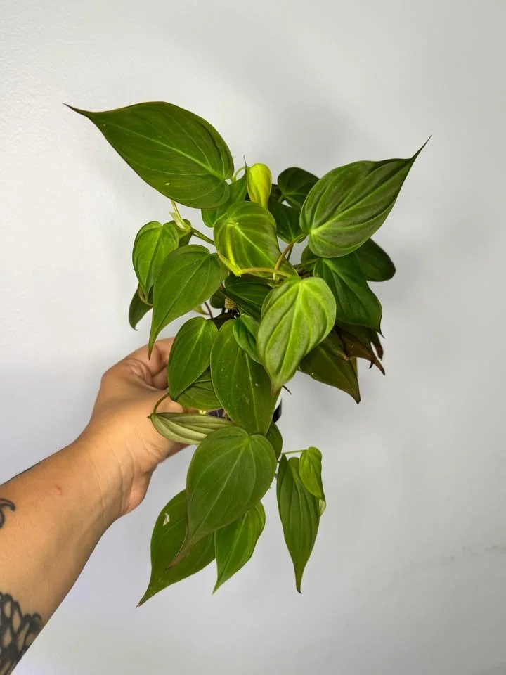 Philodendron Micans (2).jpg