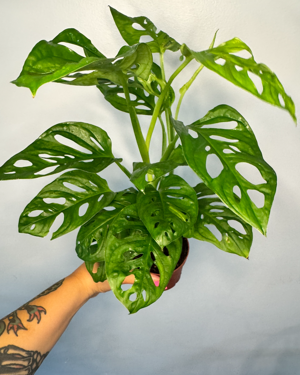 Monstera Adansonii 'Swiss Cheese'