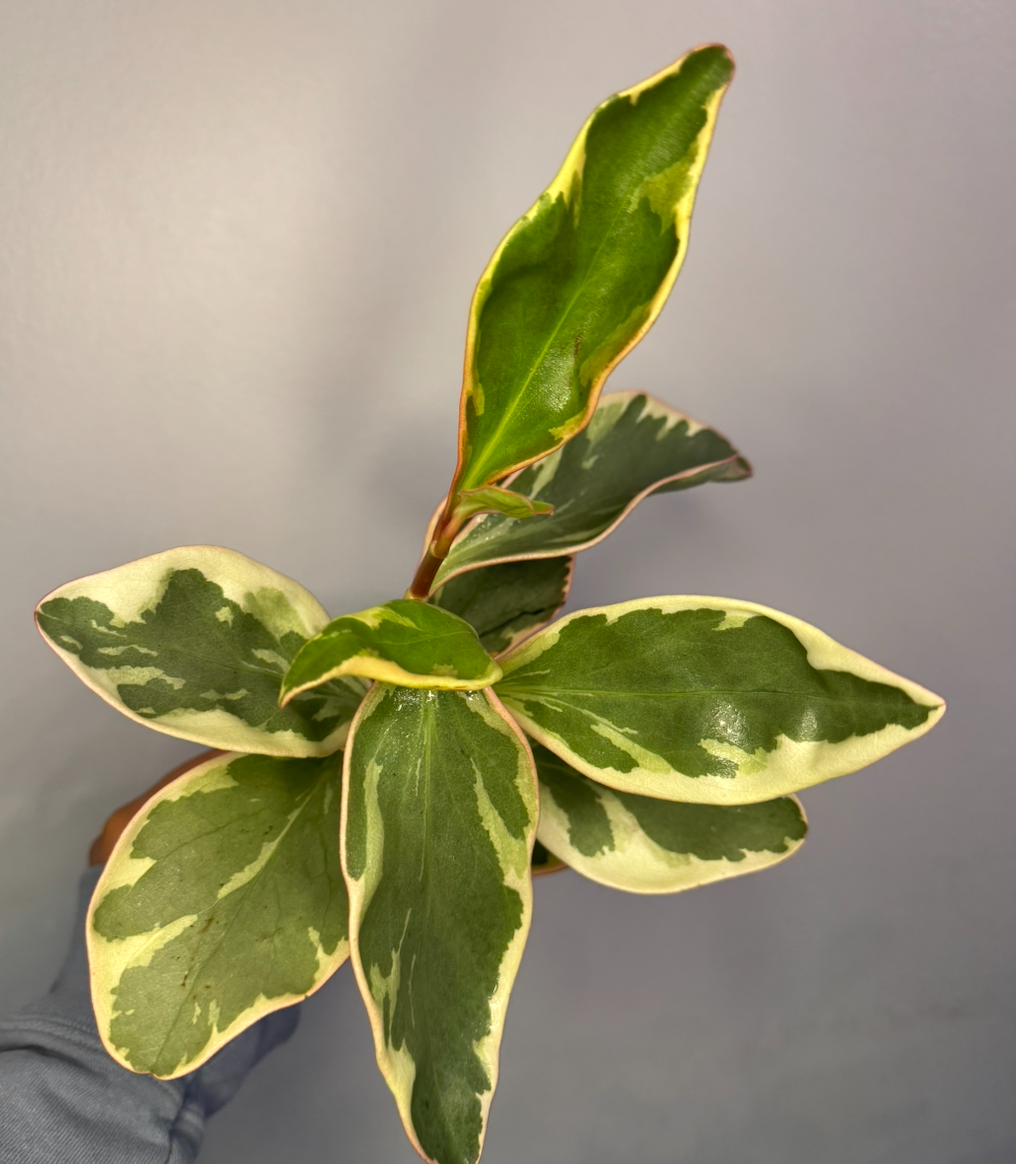 Peperomia "Ginny" 2.png