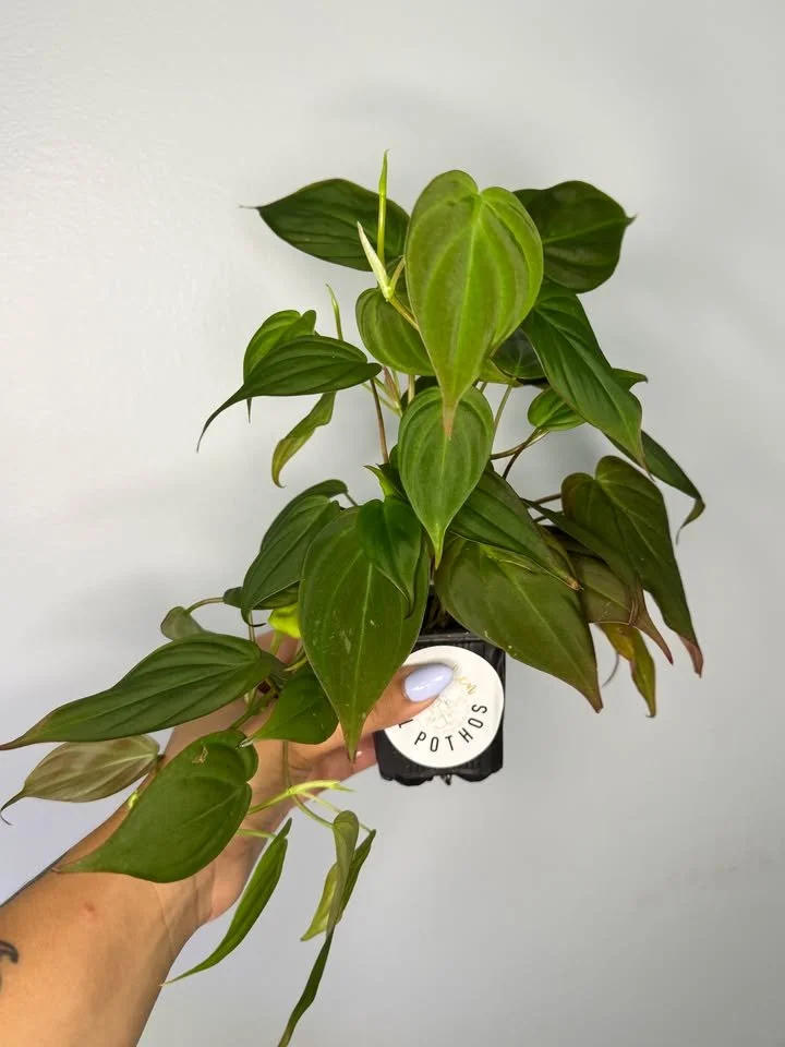 Philodendron Micans (1).jpg
