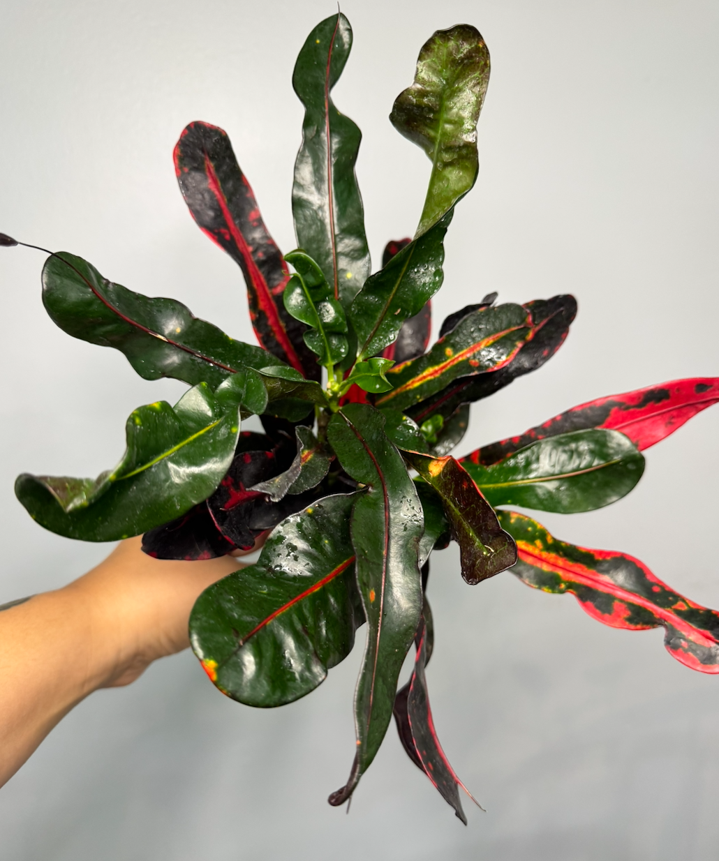 Mammy Croton 3"