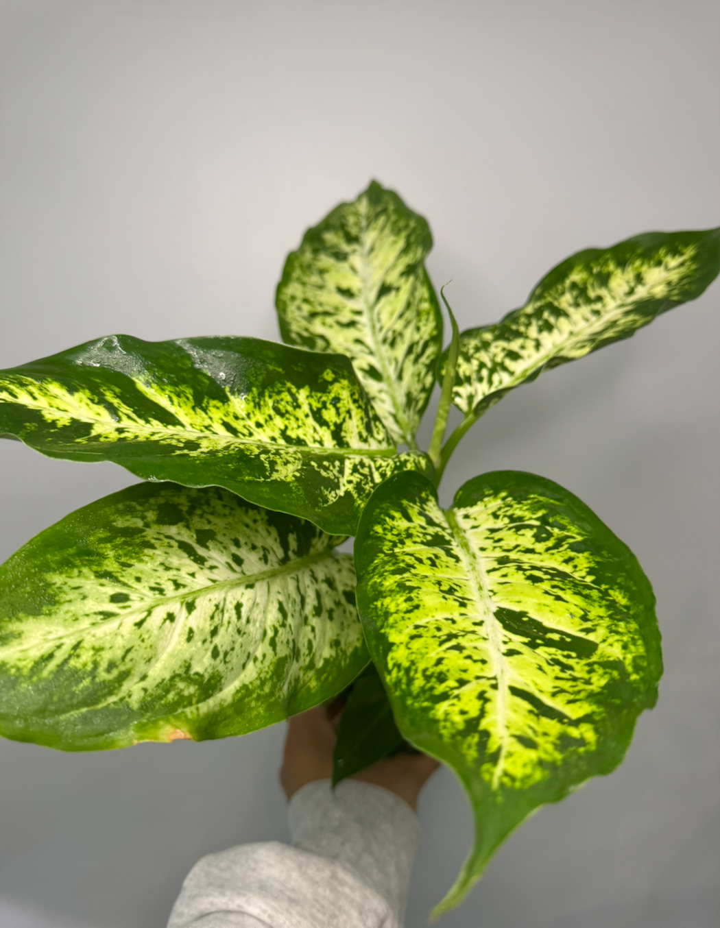Dieffenbachia 'Tropic Snow'.png