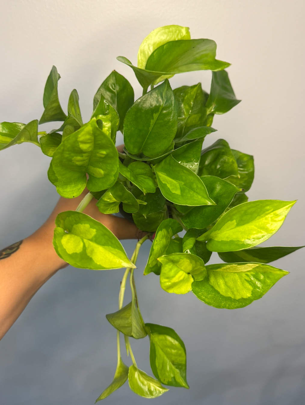 Pothos (Global Green)
