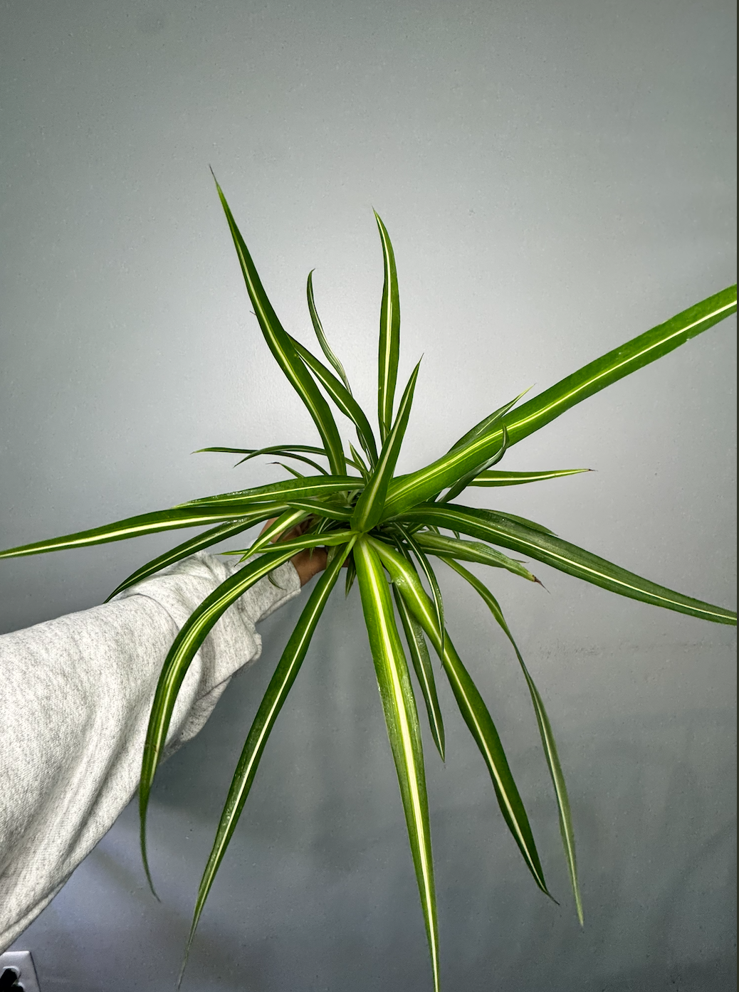 Spider Plant (2).png
