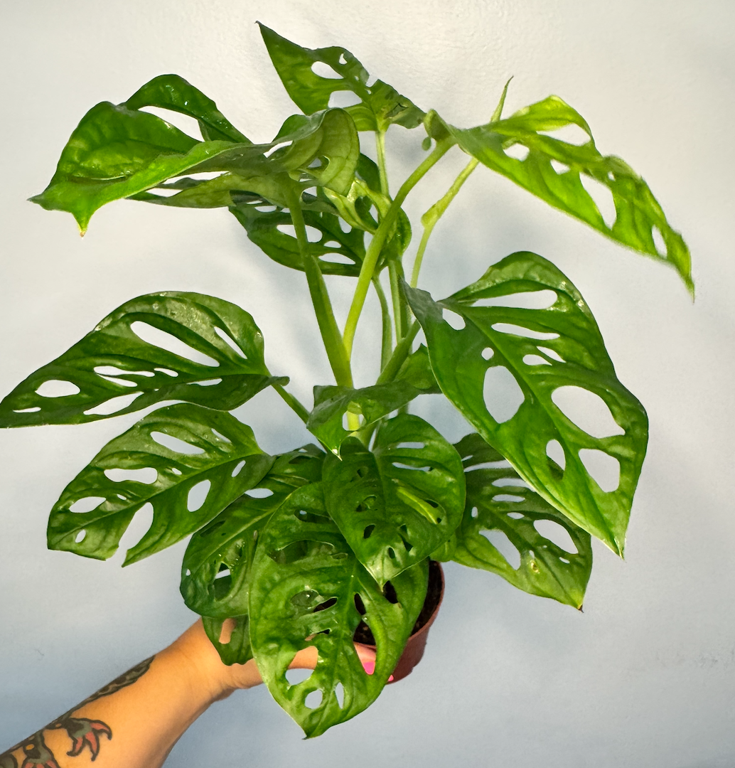 Monstera Adansonii 'Swiss Cheese' 4"