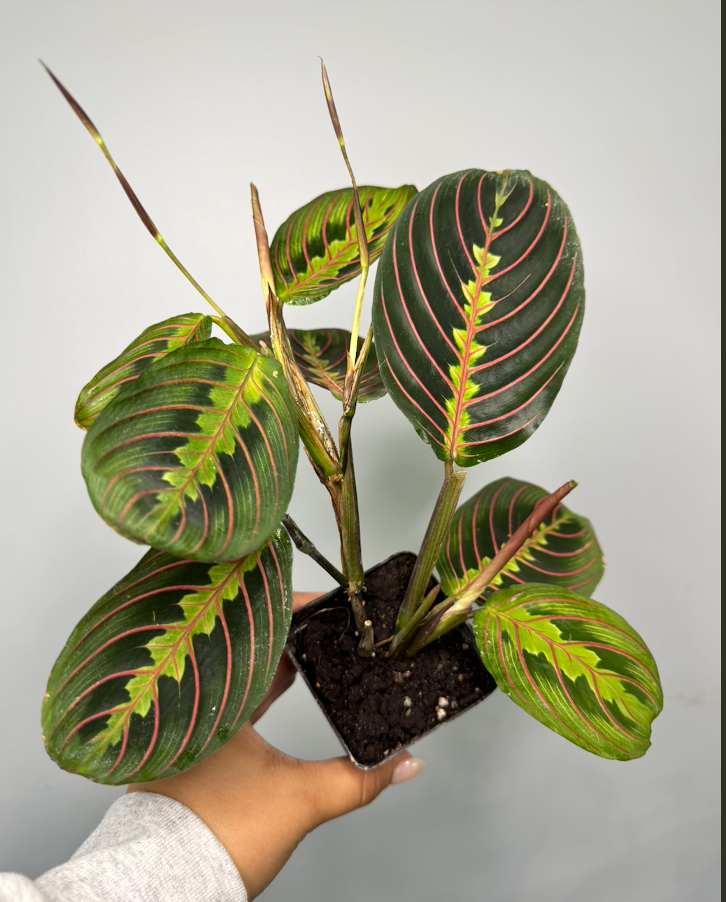 Red Prayer Plant 3"