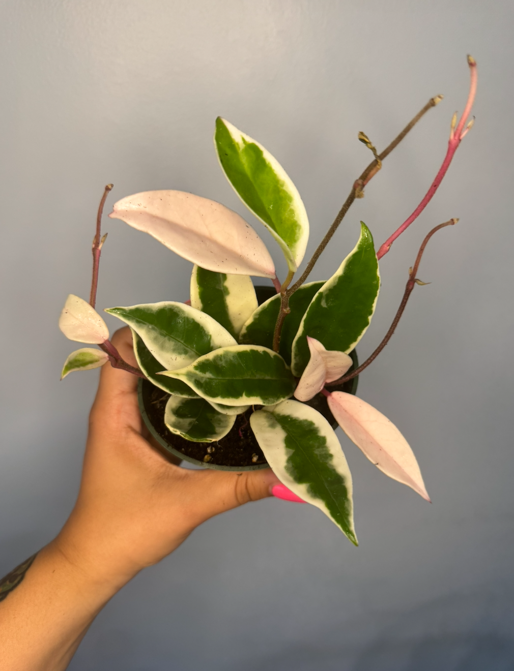 Hoya Carnosa (Tricolor)