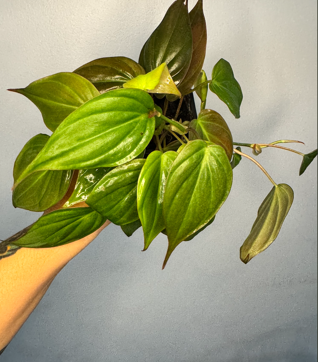 Philodendron Micans (Velvet)