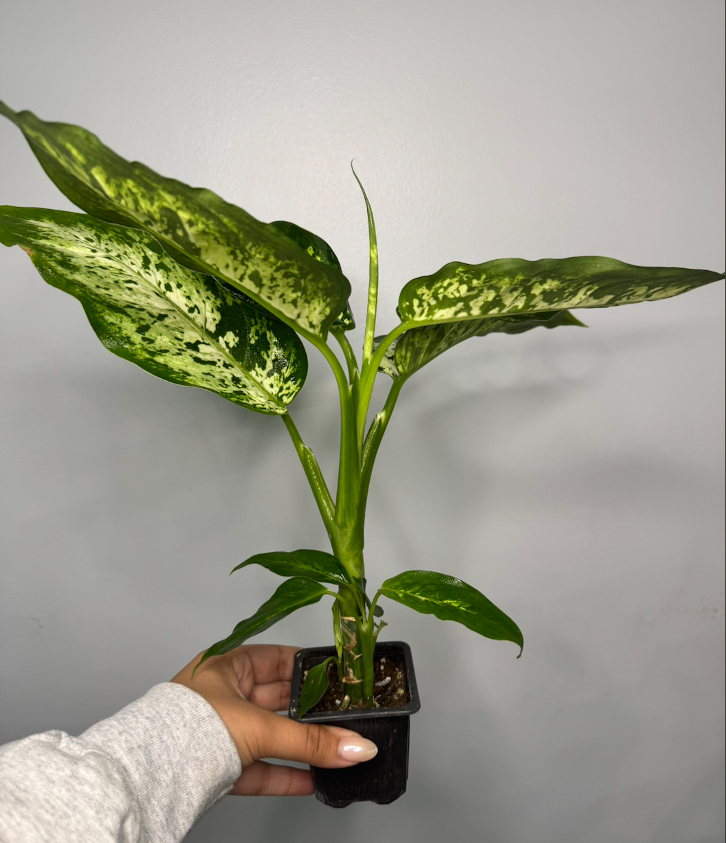 Dieffenbachia 'Tropic Snow'