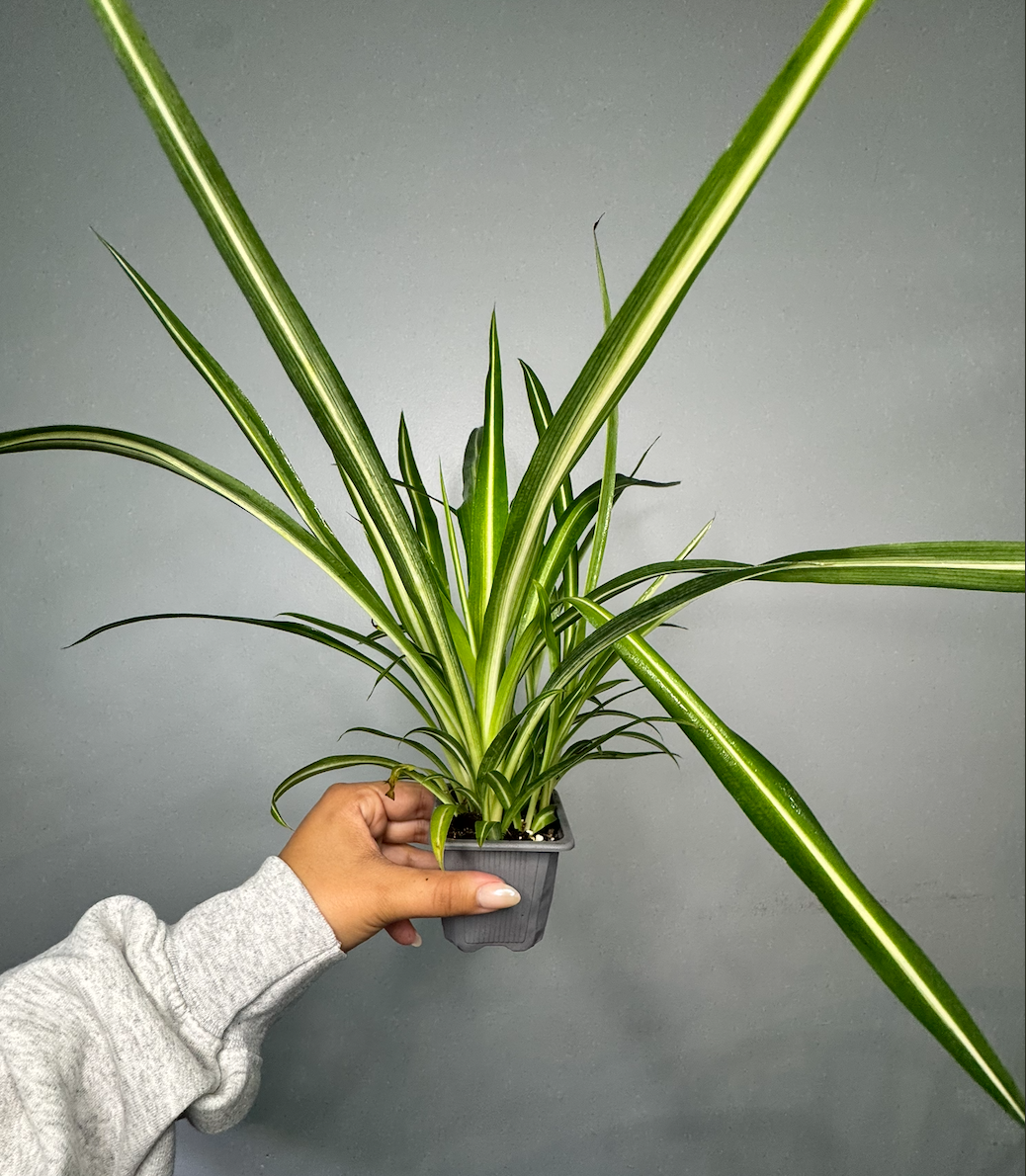 Spider Plant 3"