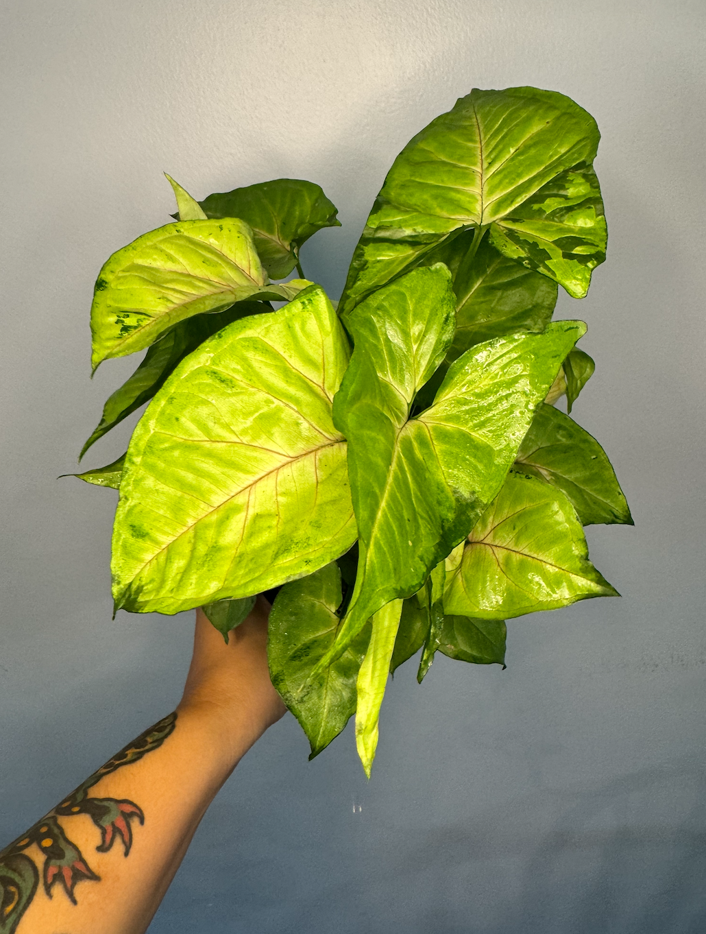 Syngonium Gold 4"