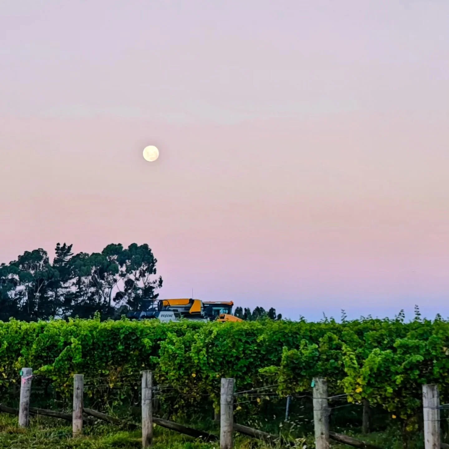 Full moon rising above green vineyard with trees and farm equipment in the background during dusk, pink and purple sky.
