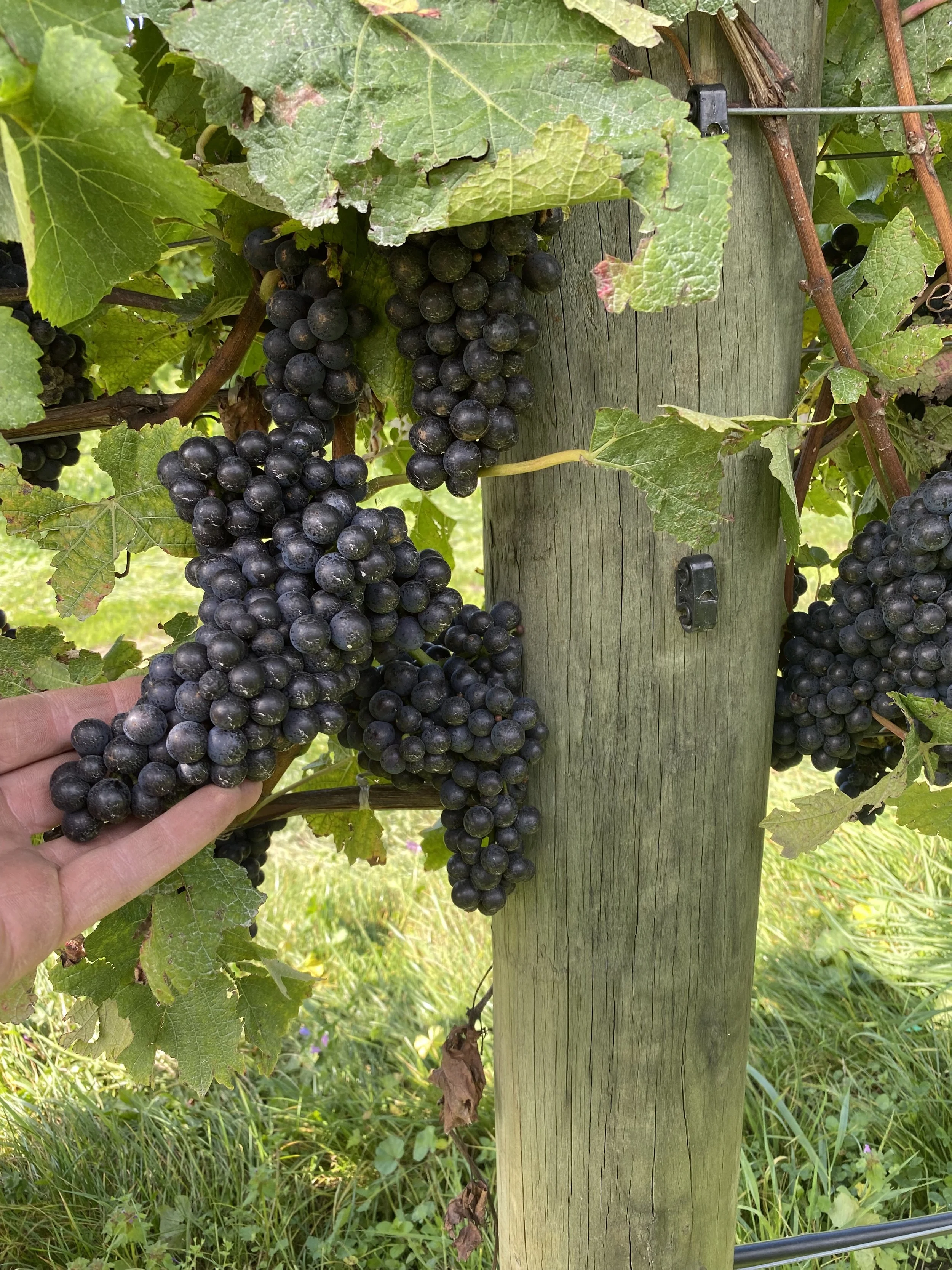 Close-up of a cluster of black grapes hanging from a vine, supported by a wooden post, with green leaves and grass in the background.
